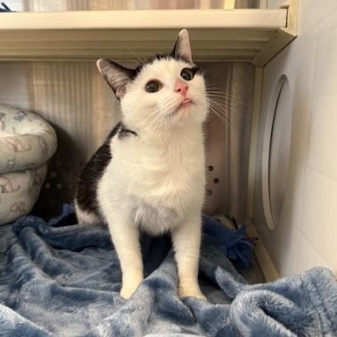 Enlarge Swayze, a ADOPTABLE Domestic Short Hair in Sweetwater, TN image 5/5