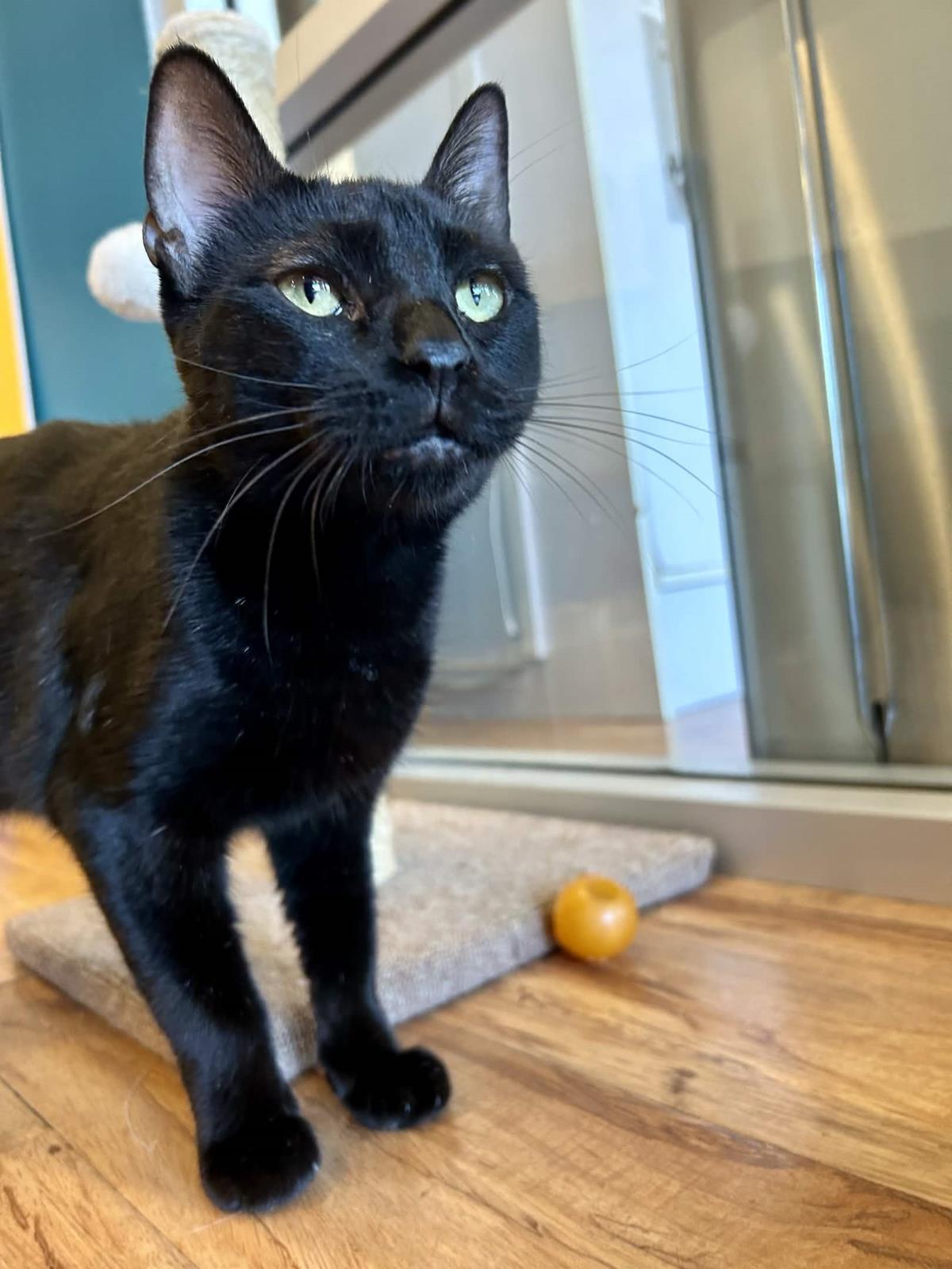 Enlarge Mimosa, a Adoptable Domestic Short Hair in La Jolla, CA image 1/1