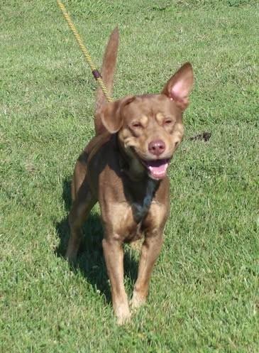 Roman (12100), ADOPTABLE, Adult Male Australian Kelpie.