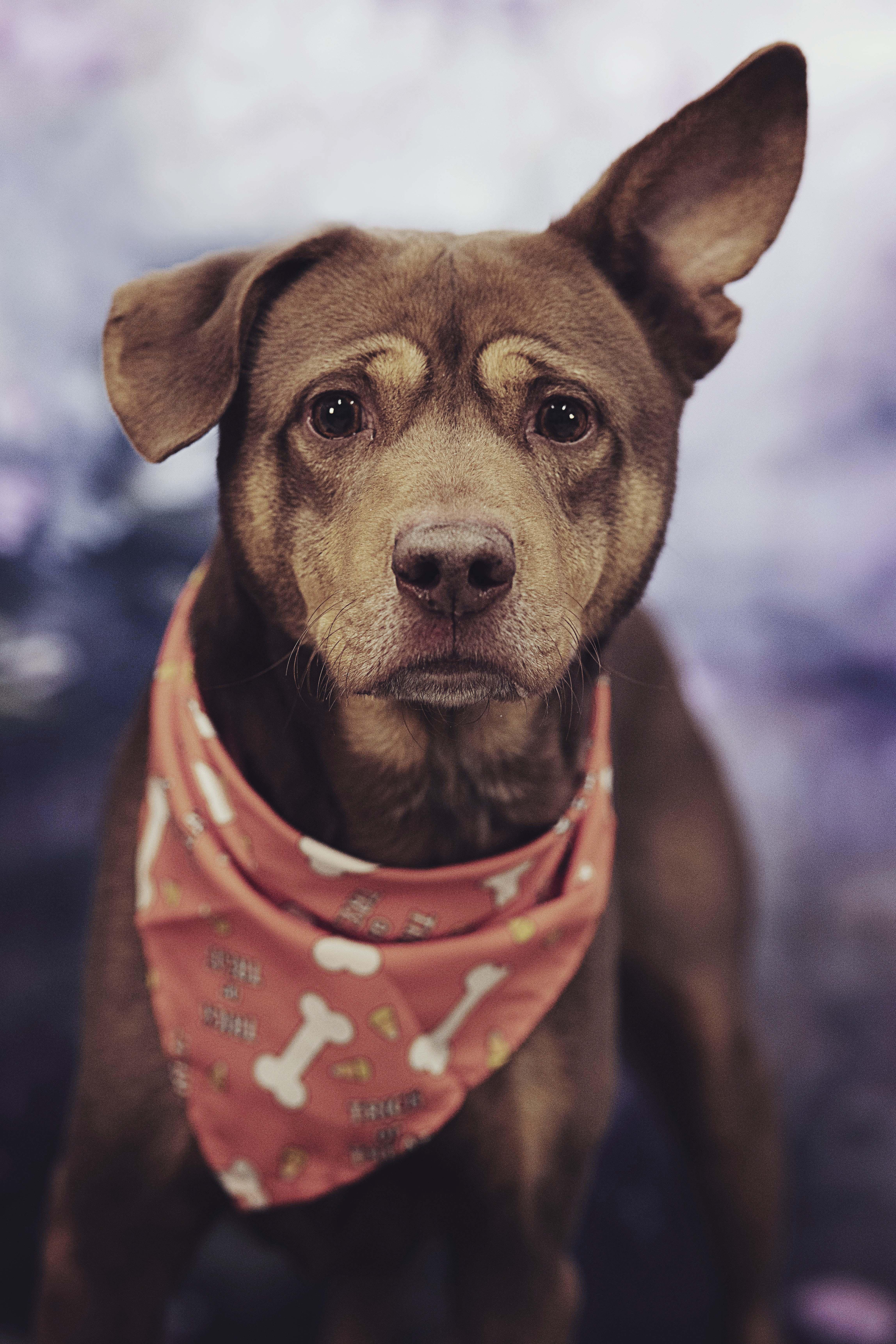 Enlarge Roman (12100), a Adoptable mixed breed in Heath, OH image 2/3
