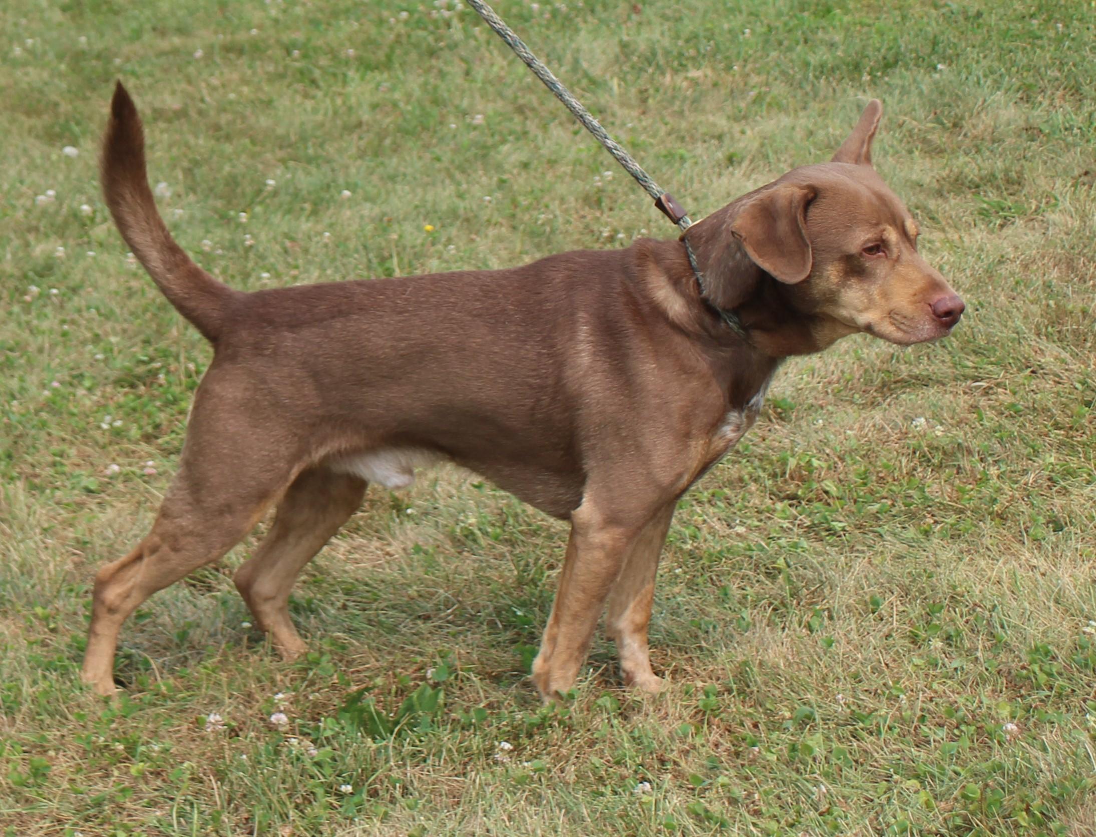 Roman (12100), a ADOPTABLE mixed breed in Heath, OH image 2/2
