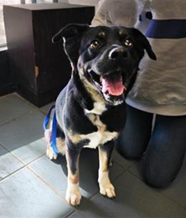 Enlarge Sparta, a ADOPTABLE Mixed Breed in Nashville, TN image 2/2