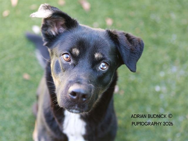 Enlarge Sparta, a ADOPTABLE Mixed Breed in Nashville, TN image 1/2