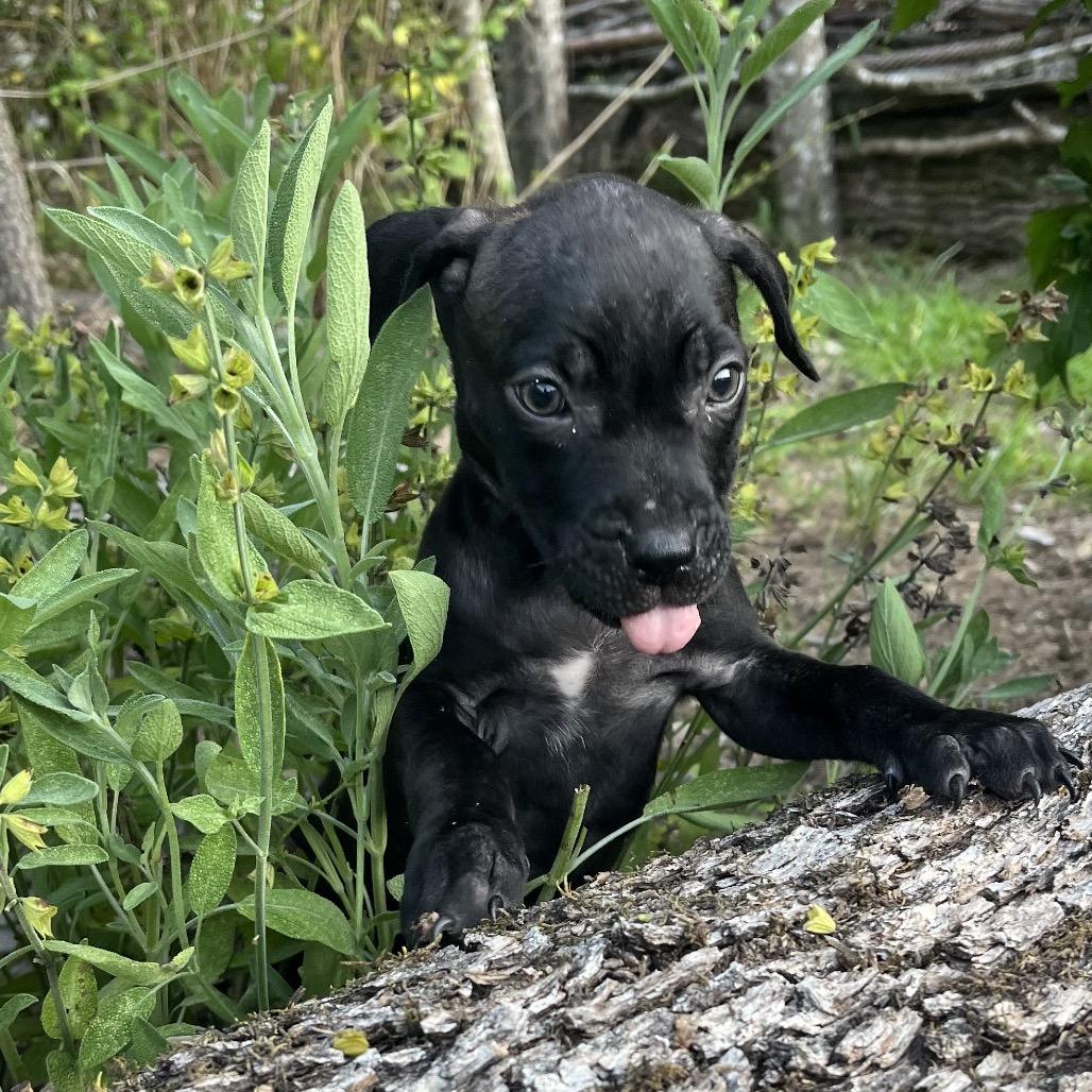Enlarge Leia, a Adoptable mixed breed in Hohenwald, TN image 2/4
