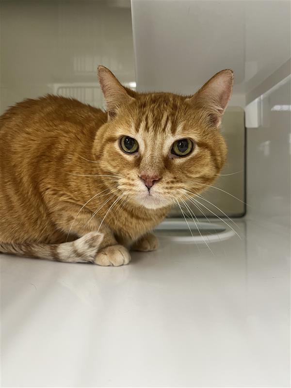 Enlarge Big Stripey, a Adoptable mixed breed in Saint Paul, MN image 1/1