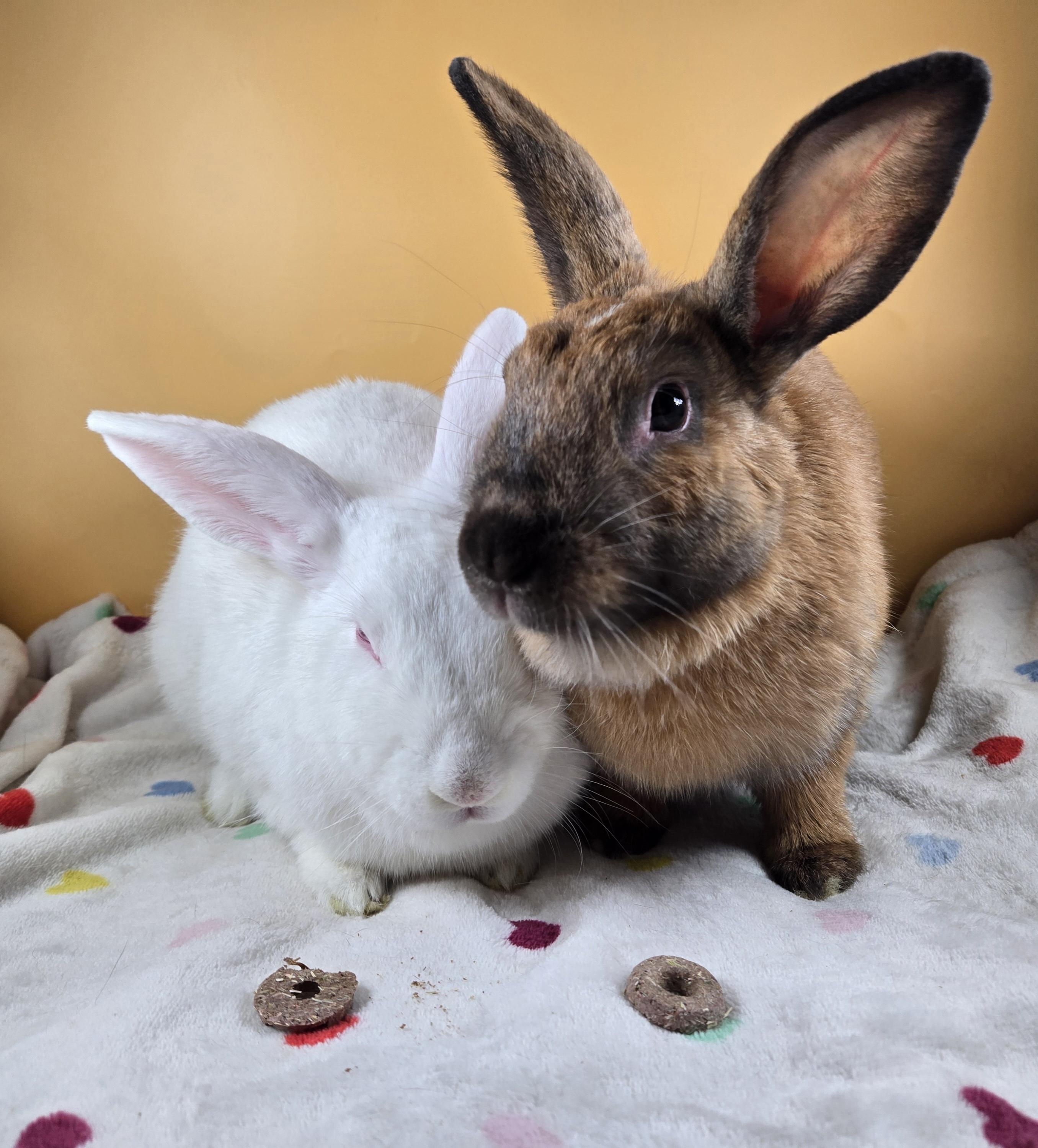 Earth and Moon, ADOPTABLE, Adult Female Cinnamon.