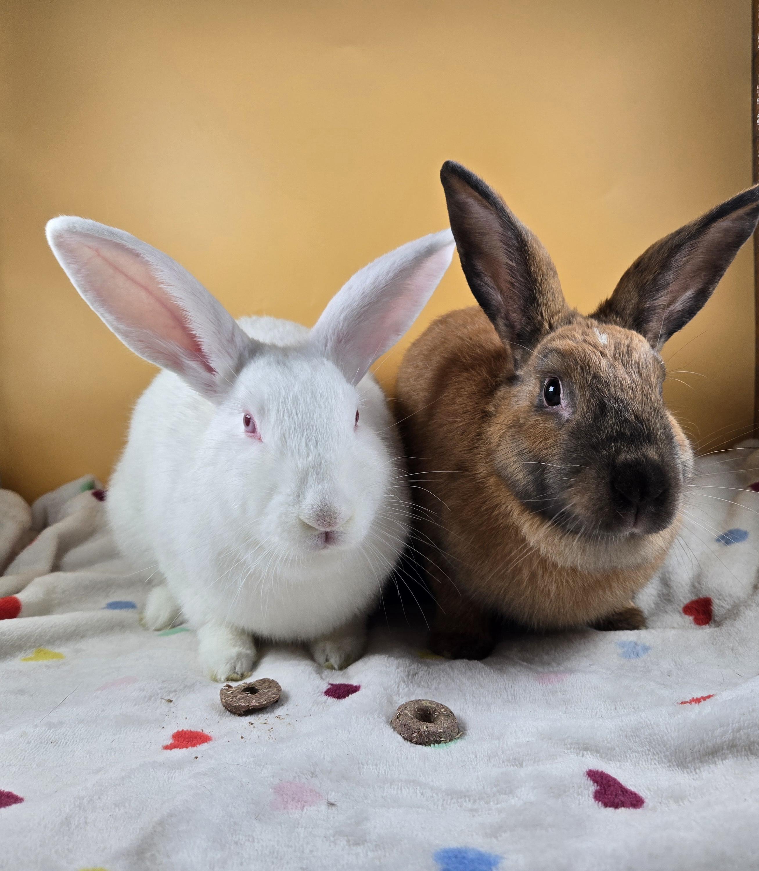Enlarge Earth and Moon, a ADOPTABLE Cinnamon in San Antonio, TX image 3/4