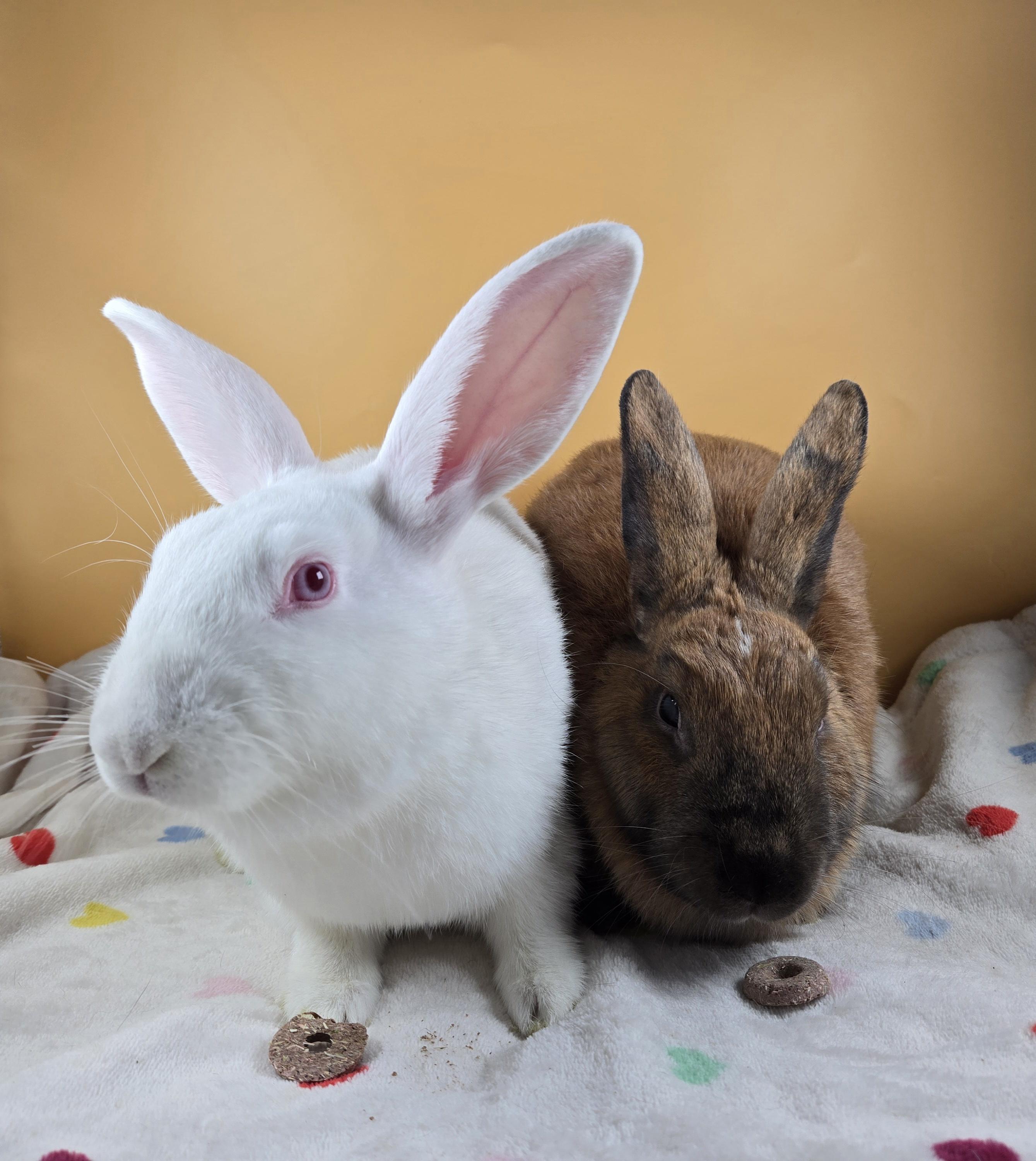 Enlarge Earth and Moon, a ADOPTABLE Cinnamon in San Antonio, TX image 2/4