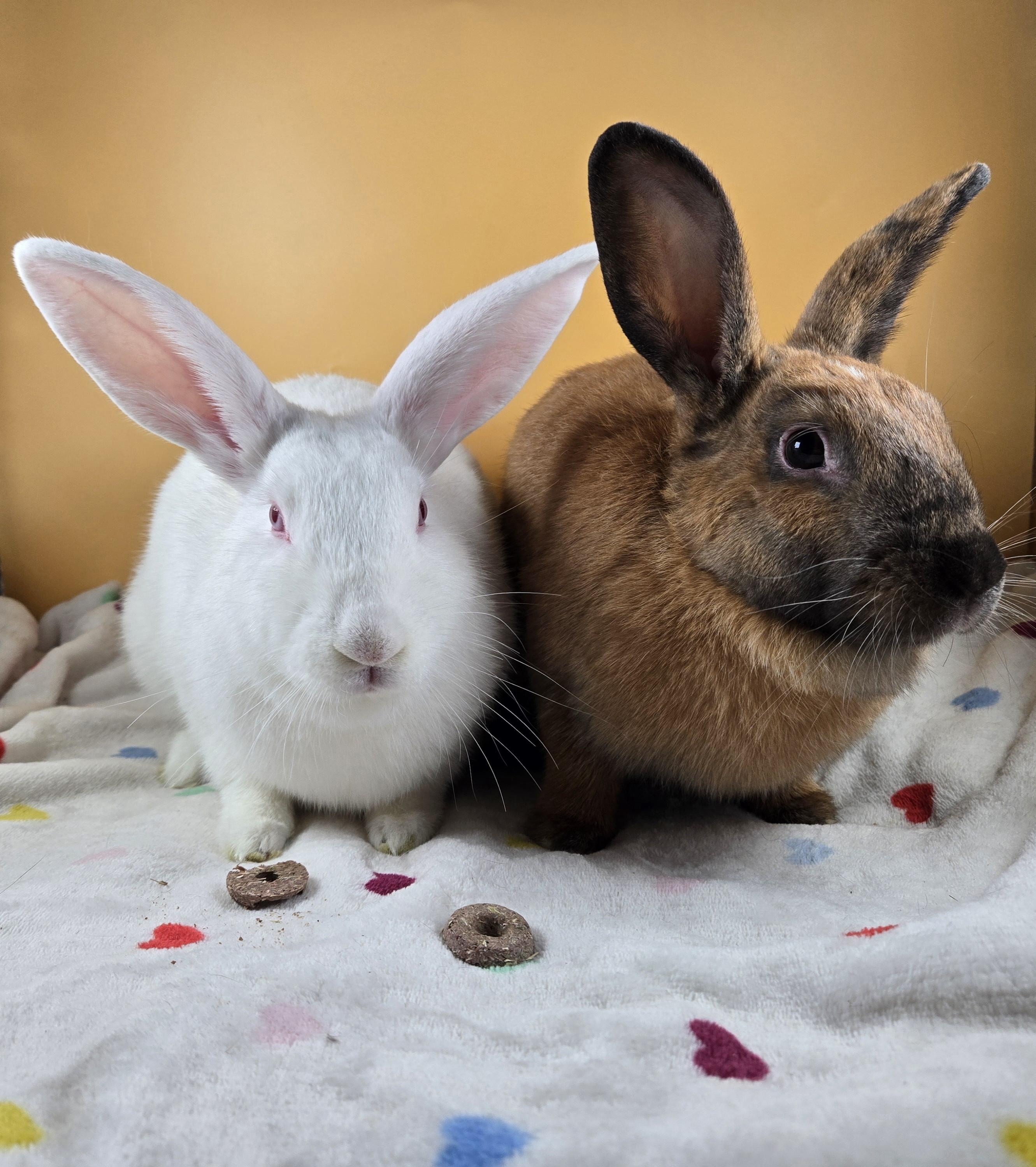 Enlarge Earth and Moon, a ADOPTABLE Cinnamon in San Antonio, TX image 4/4