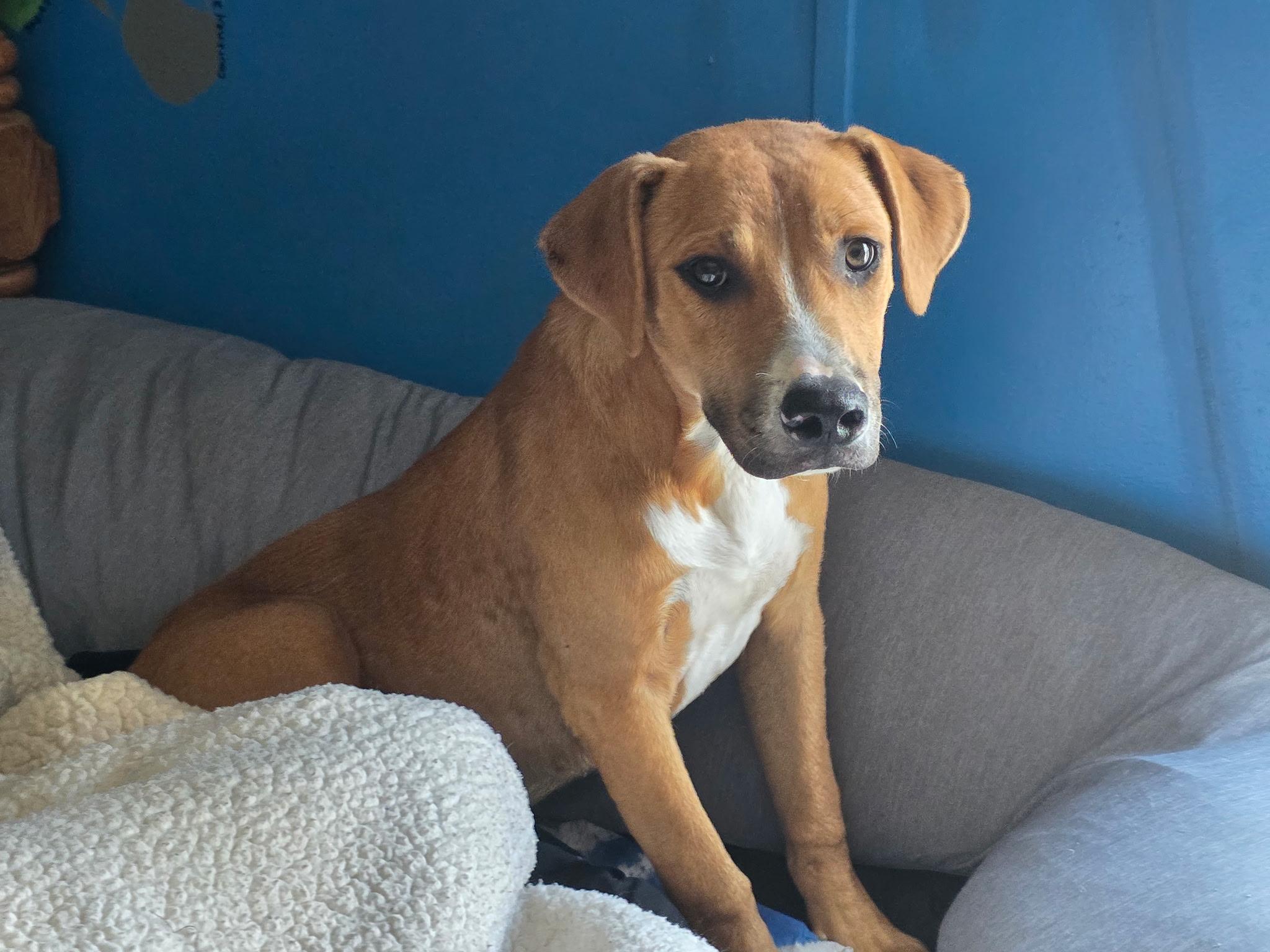 Casey, an adoptable Labrador Retriever, Boxer in Clovis, NM, 88101 | Photo Image 1