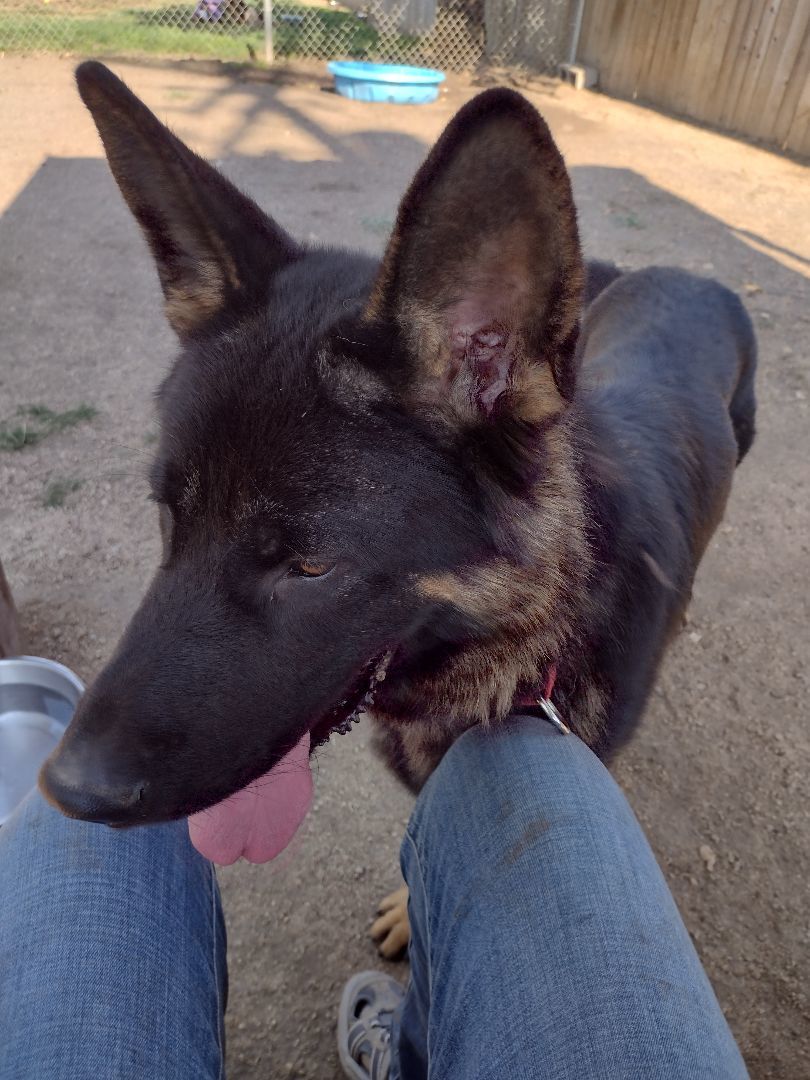 Apollo, Adopted, Young Male German Shepherd Dog.