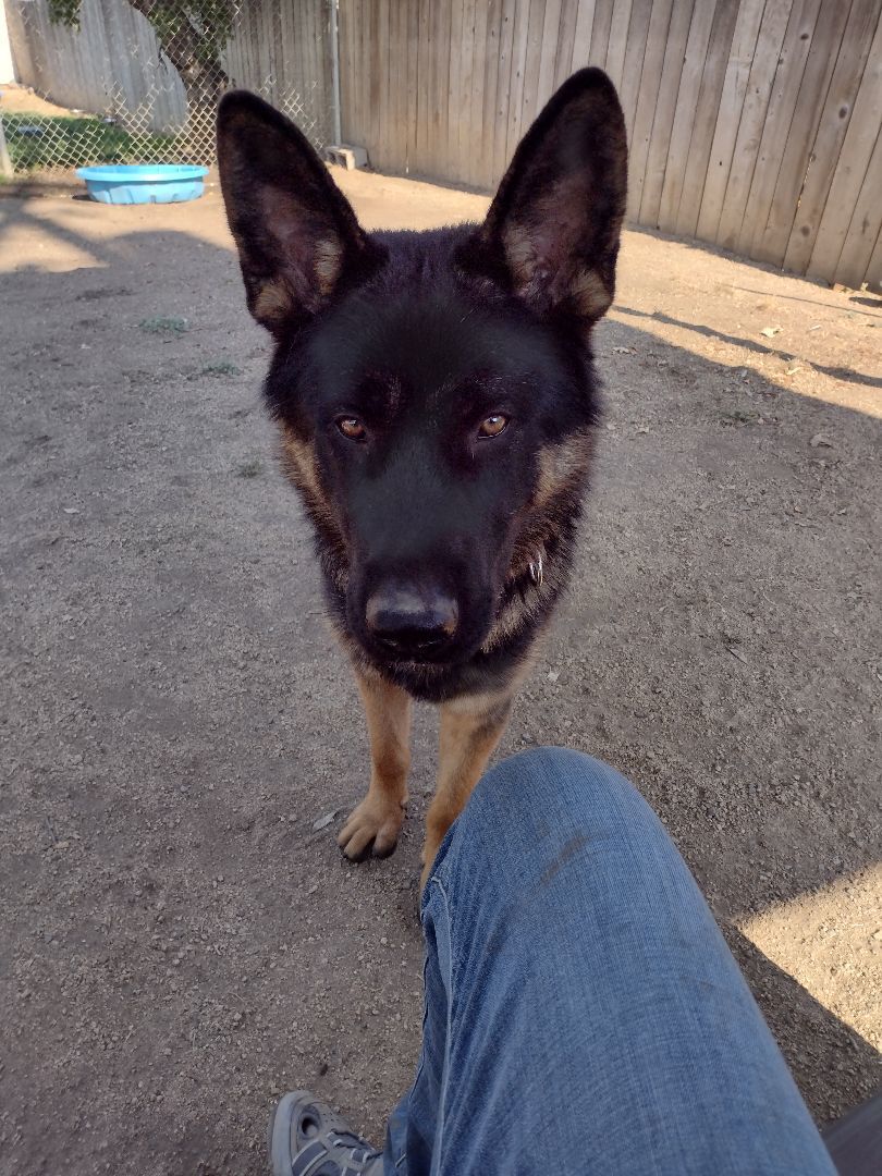 Apollo, a Adopted German Shepherd Dog in Hornbrook, CA image 2/2