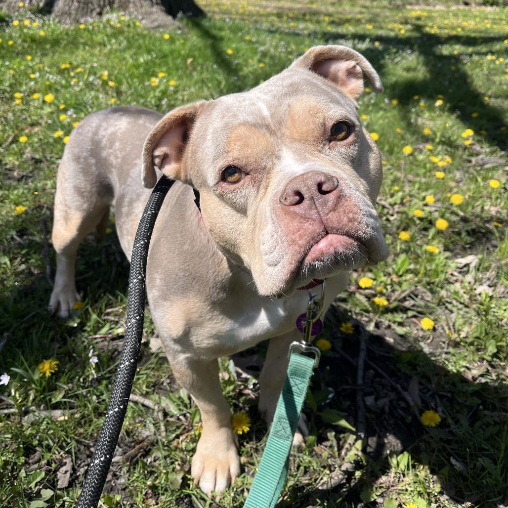 Taylor Swift, Adoptable, Adult Female English Bulldog & Mixed Breed.