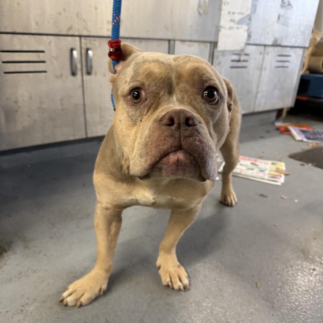 Enlarge Taylor Swift, a Adoptable mixed breed in Northbrook, IL image 1/6