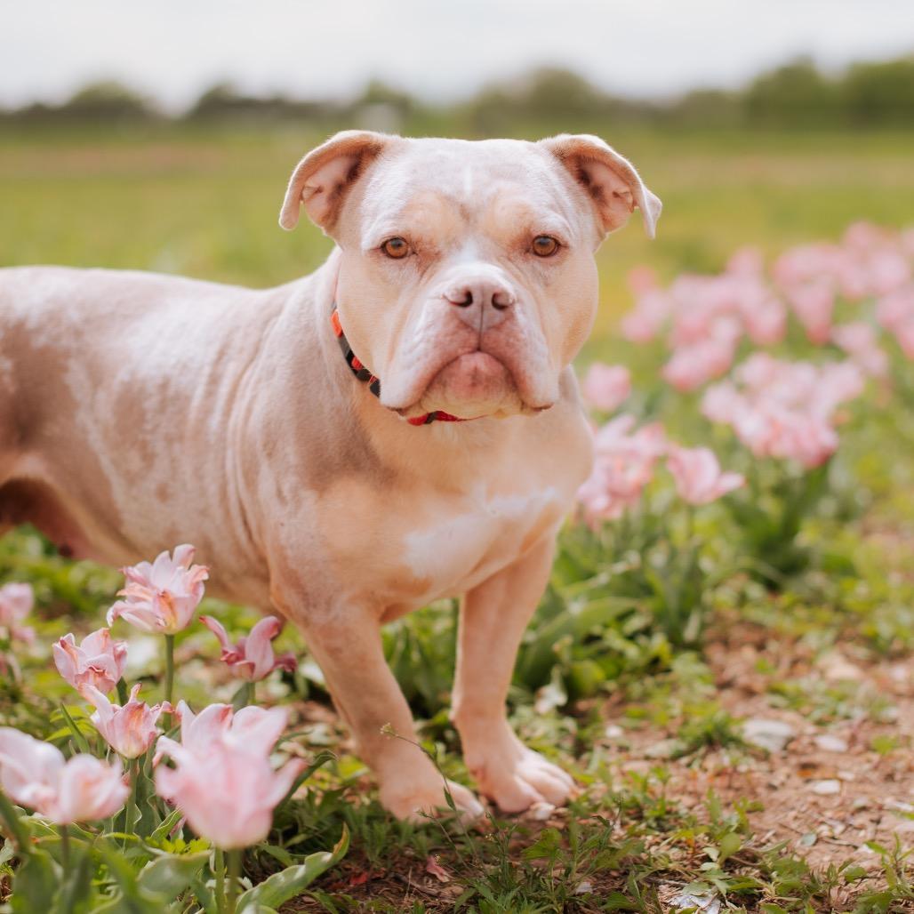 Enlarge Taylor Swift, a Adoptable mixed breed in Northbrook, IL image 2/6