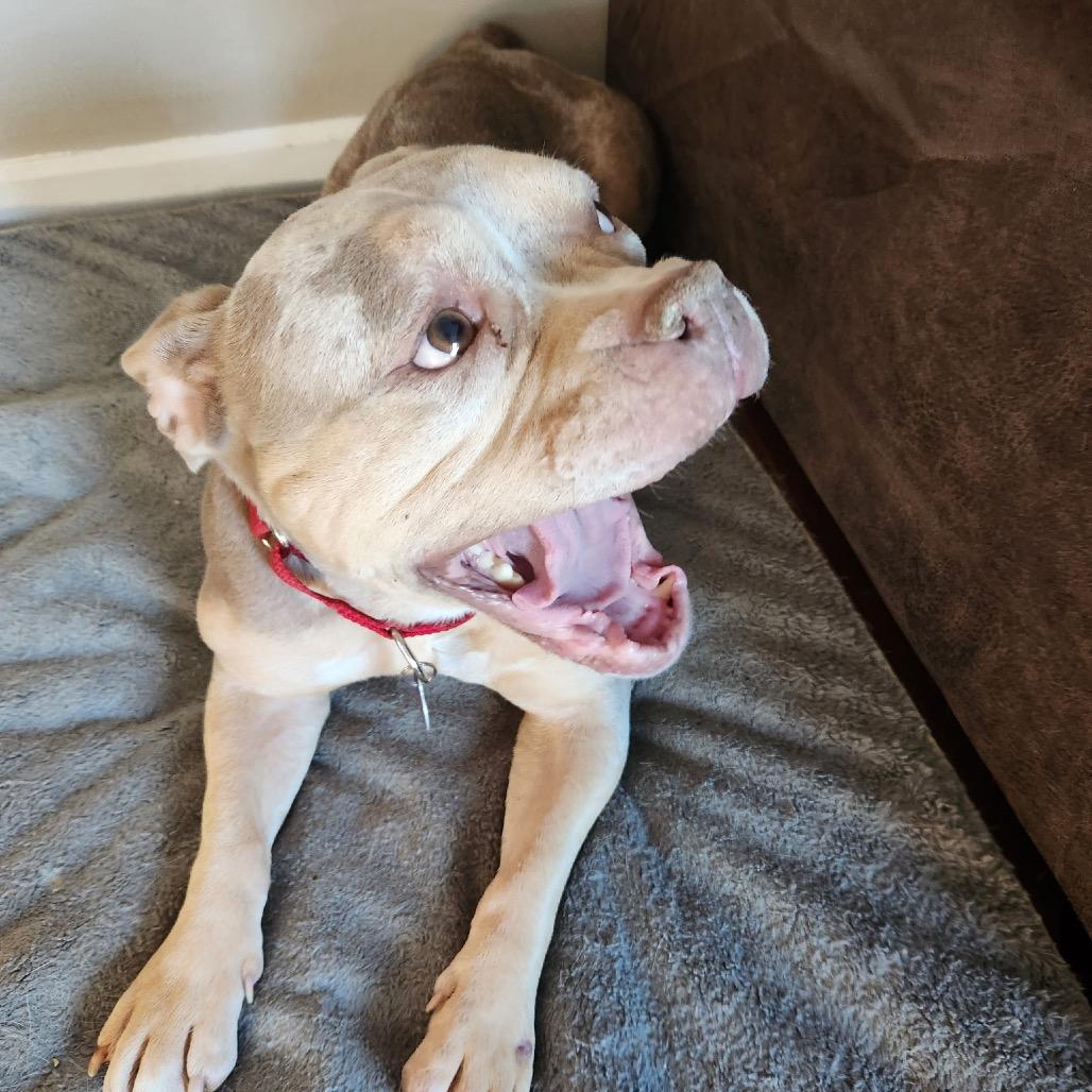 Enlarge Taylor Swift, a Adoptable mixed breed in Northbrook, IL image 3/6