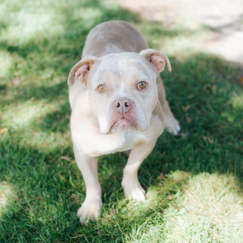 Enlarge Taylor Swift, a Adoptable mixed breed in Northbrook, IL image 4/6