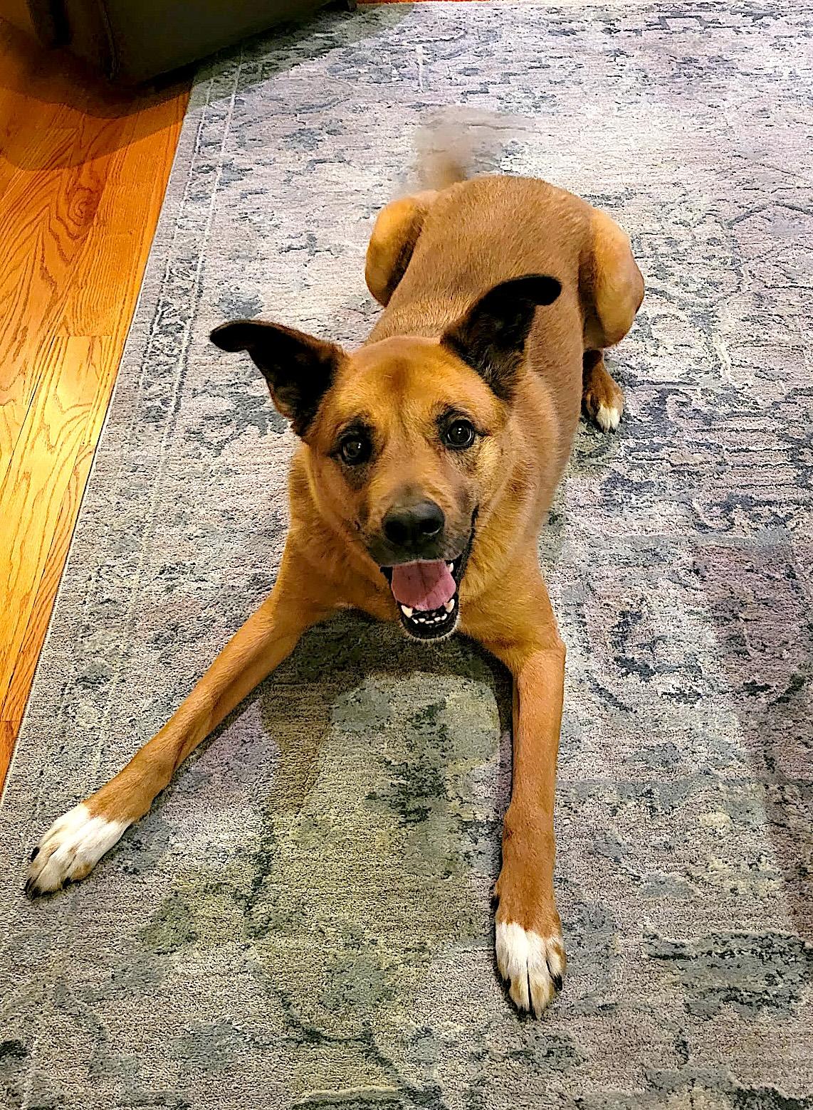 Enlarge Phoebe, an adopted mixed breed in Southington, CT image 2/6