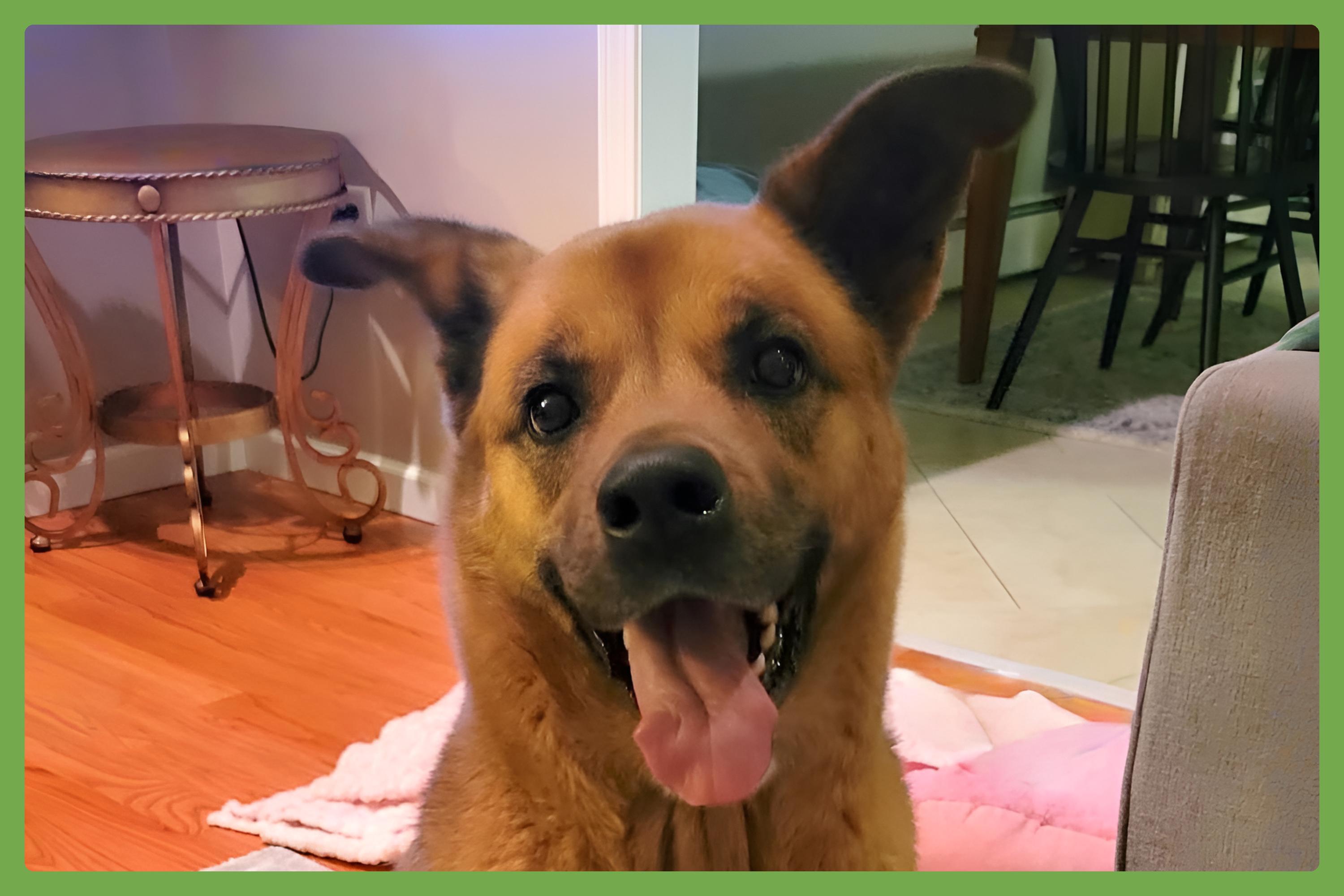 Enlarge Phoebe, an adopted mixed breed in Southington, CT image 1/6