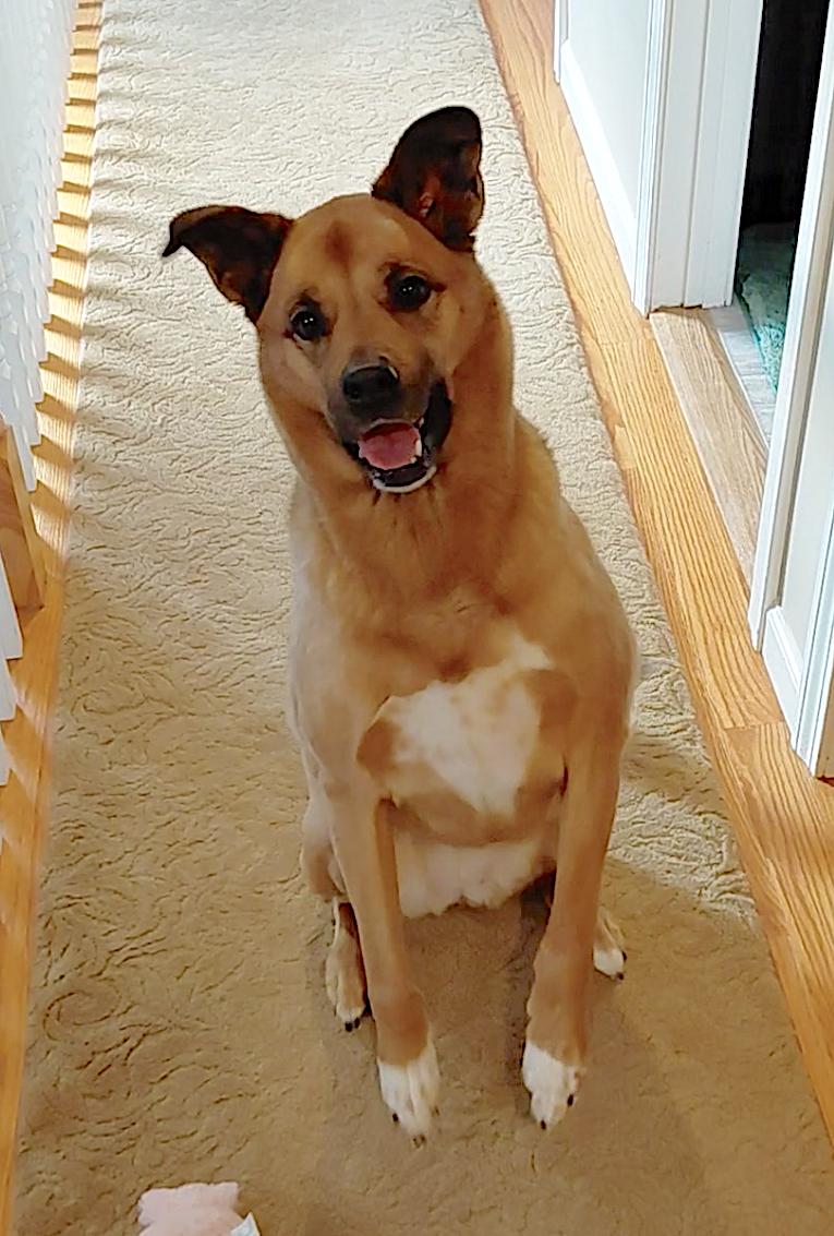 Enlarge Phoebe, an adopted mixed breed in Southington, CT image 4/6
