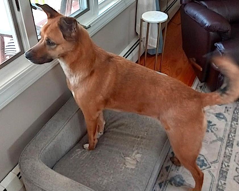 Enlarge Phoebe, an adopted mixed breed in Southington, CT image 5/6