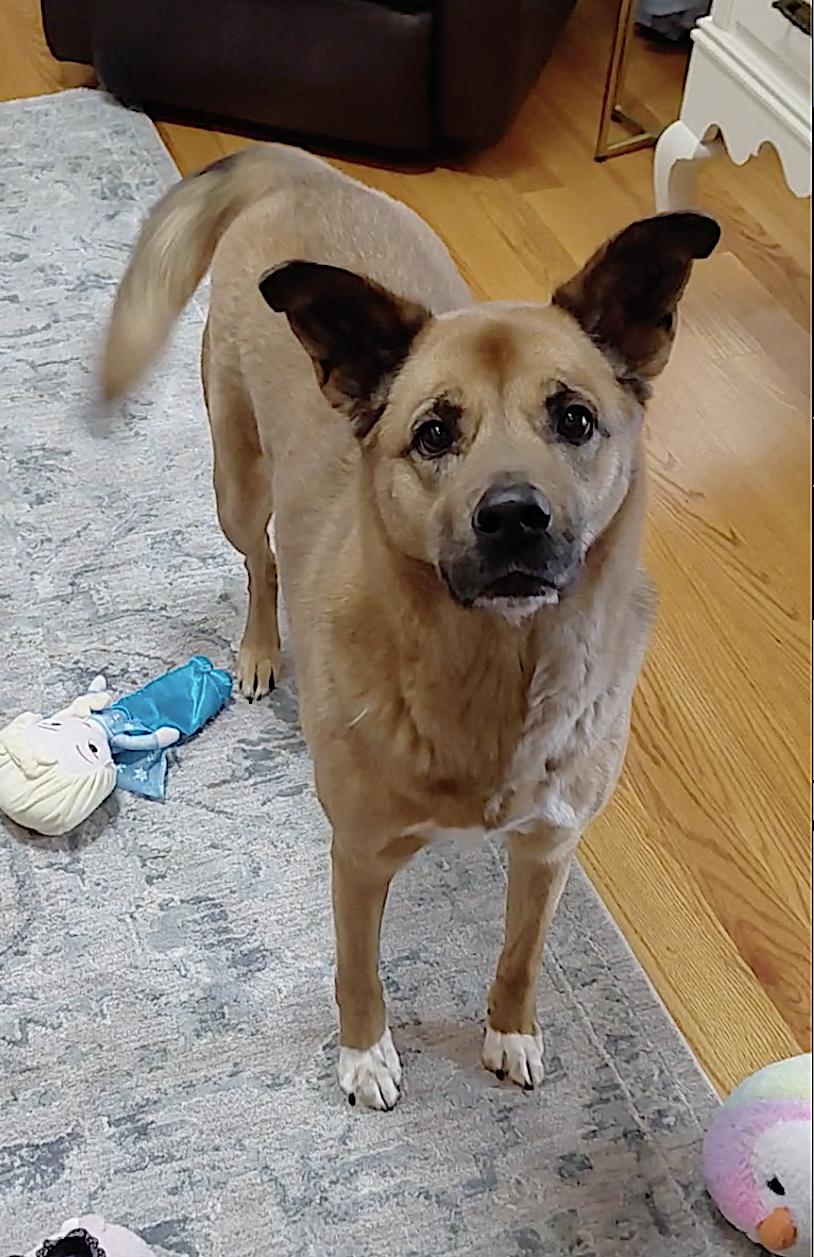 Enlarge Phoebe, an adopted mixed breed in Southington, CT image 3/6