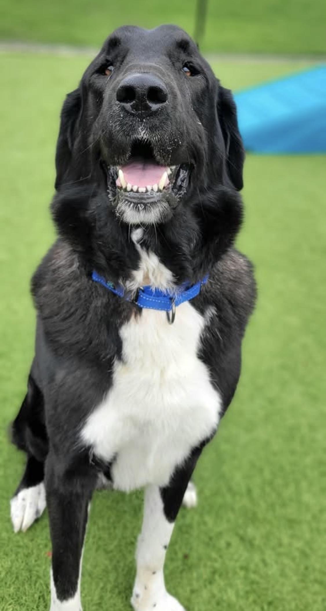 Butler, adoptable, Adult Male Great Pyrenees.