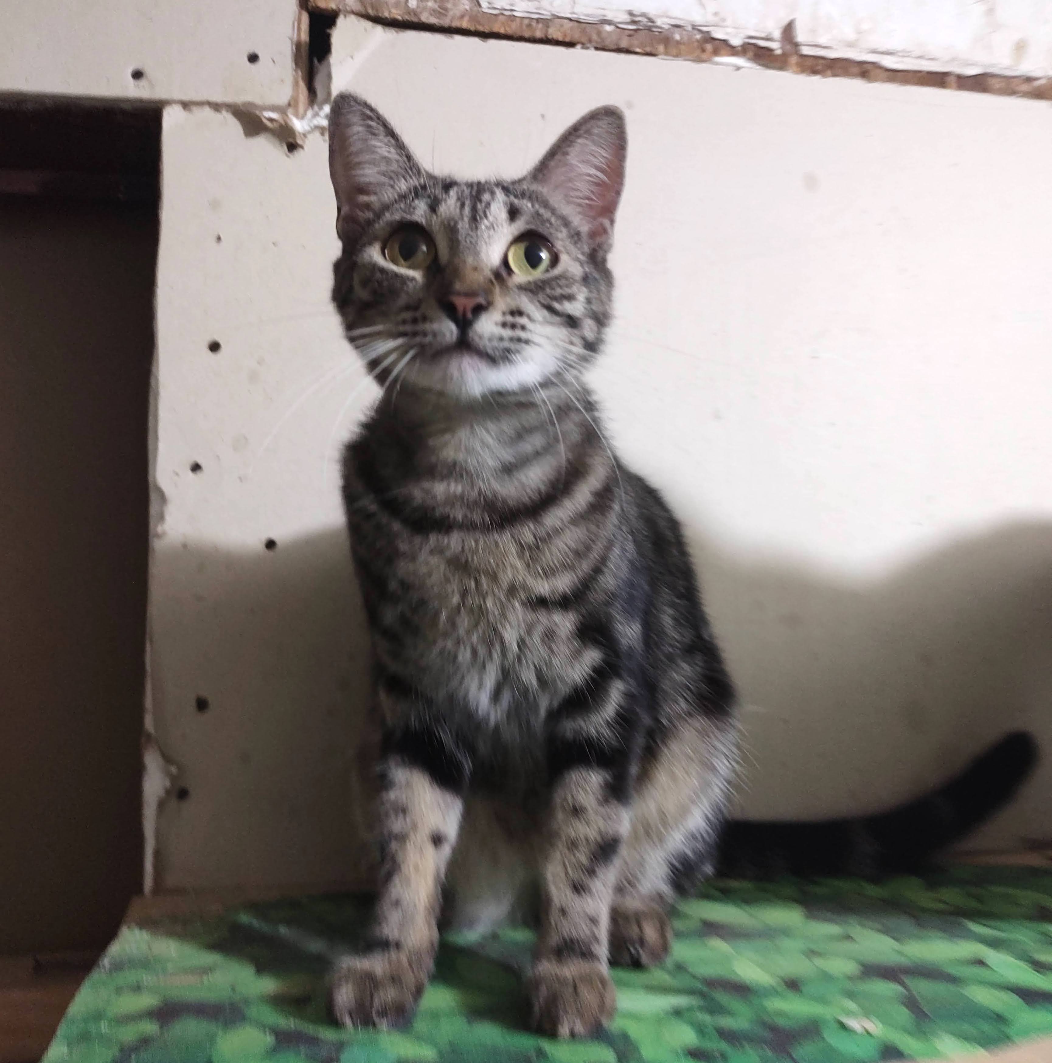 Bayleth — thumbnail 2