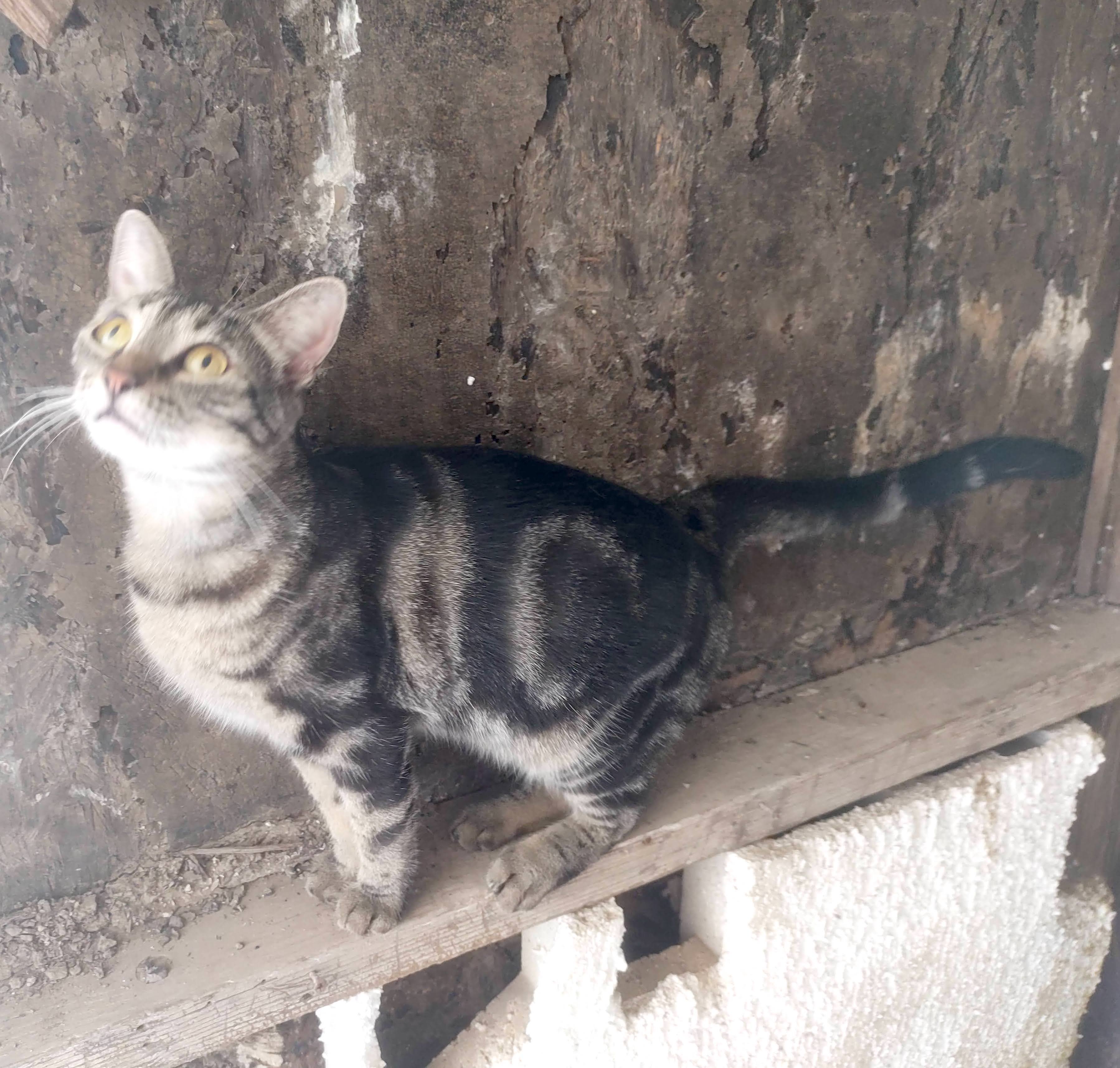 Bayleth — thumbnail 4