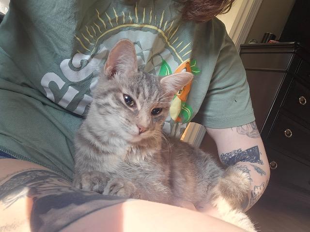 Luna, Adoptable, Kitten Female American Shorthair.
