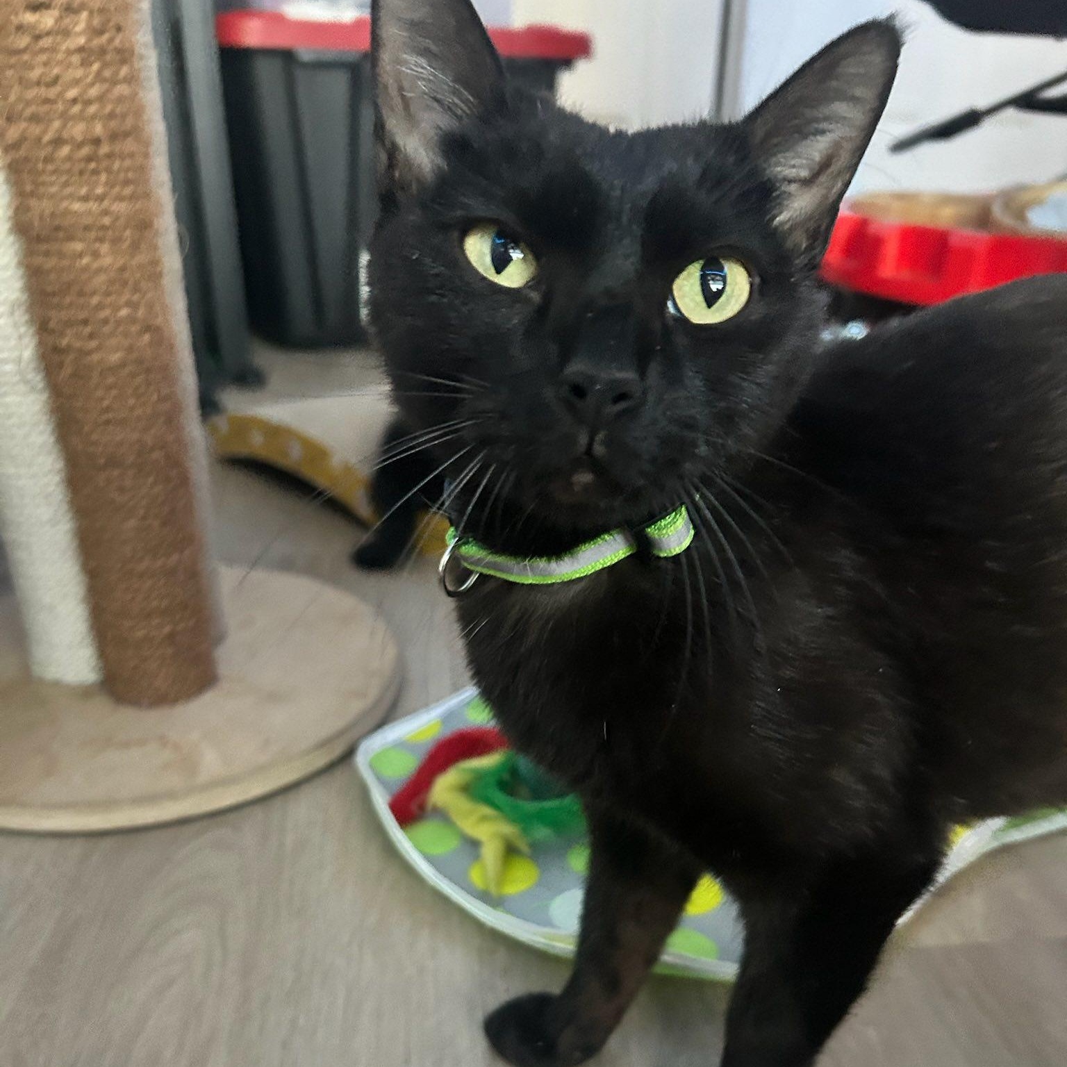 Luna