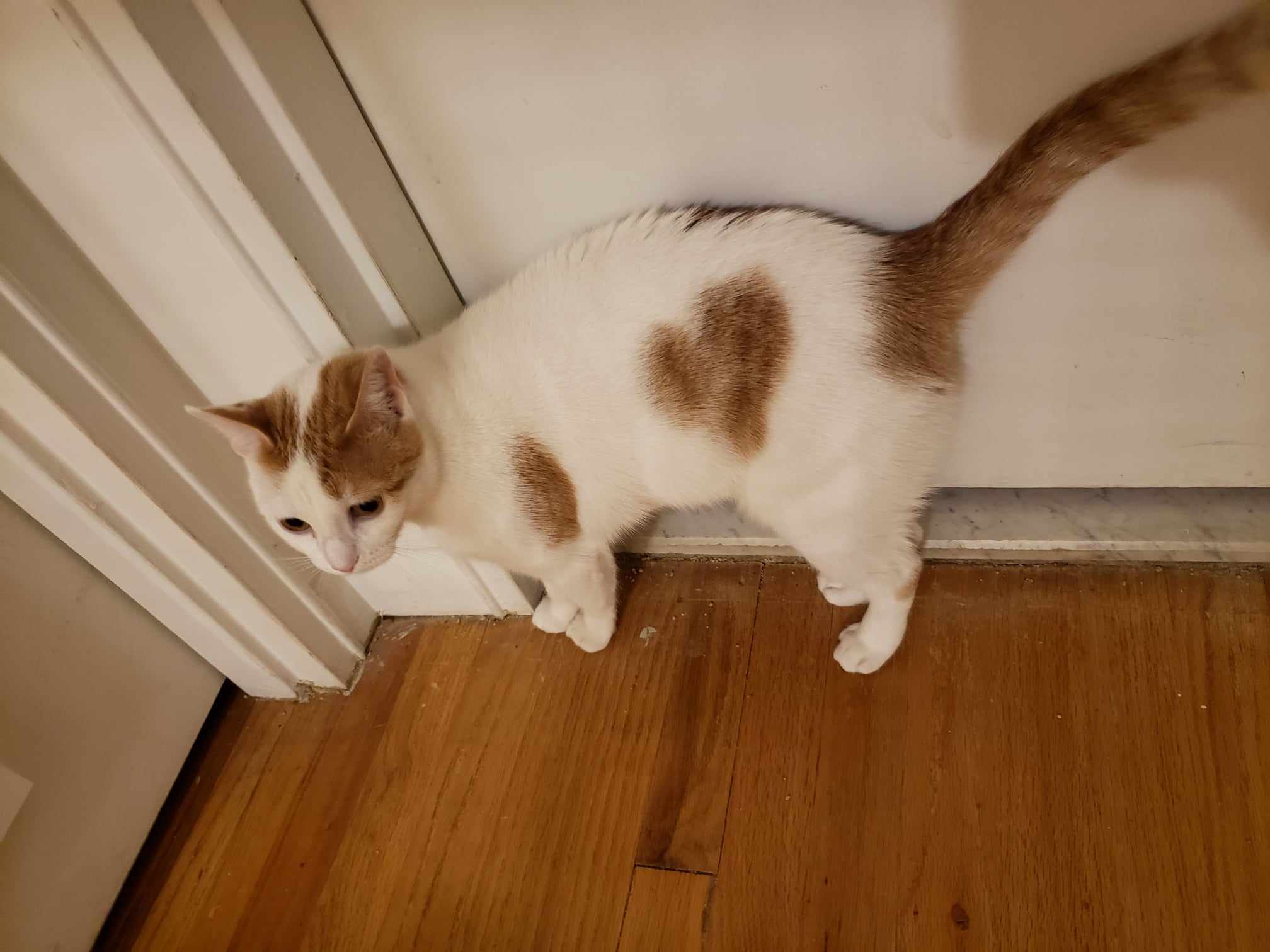 Enlarge Camelia, a Adoptable Domestic Short Hair in East Orange, NJ image 5/6