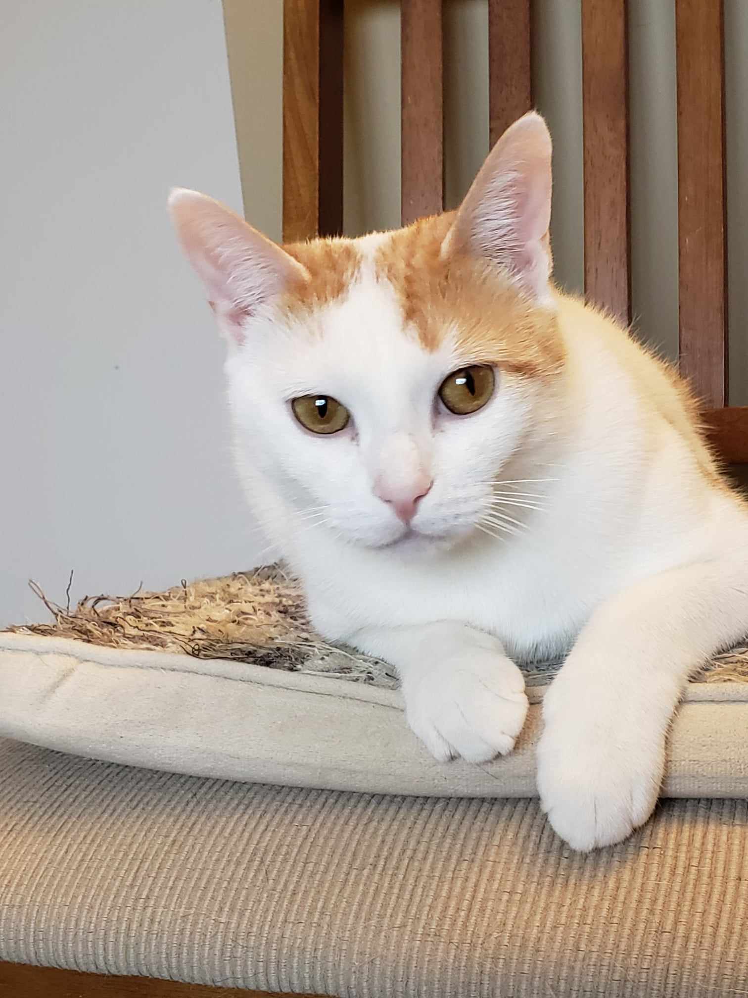 Enlarge Camelia, a Adoptable Domestic Short Hair in East Orange, NJ image 2/6