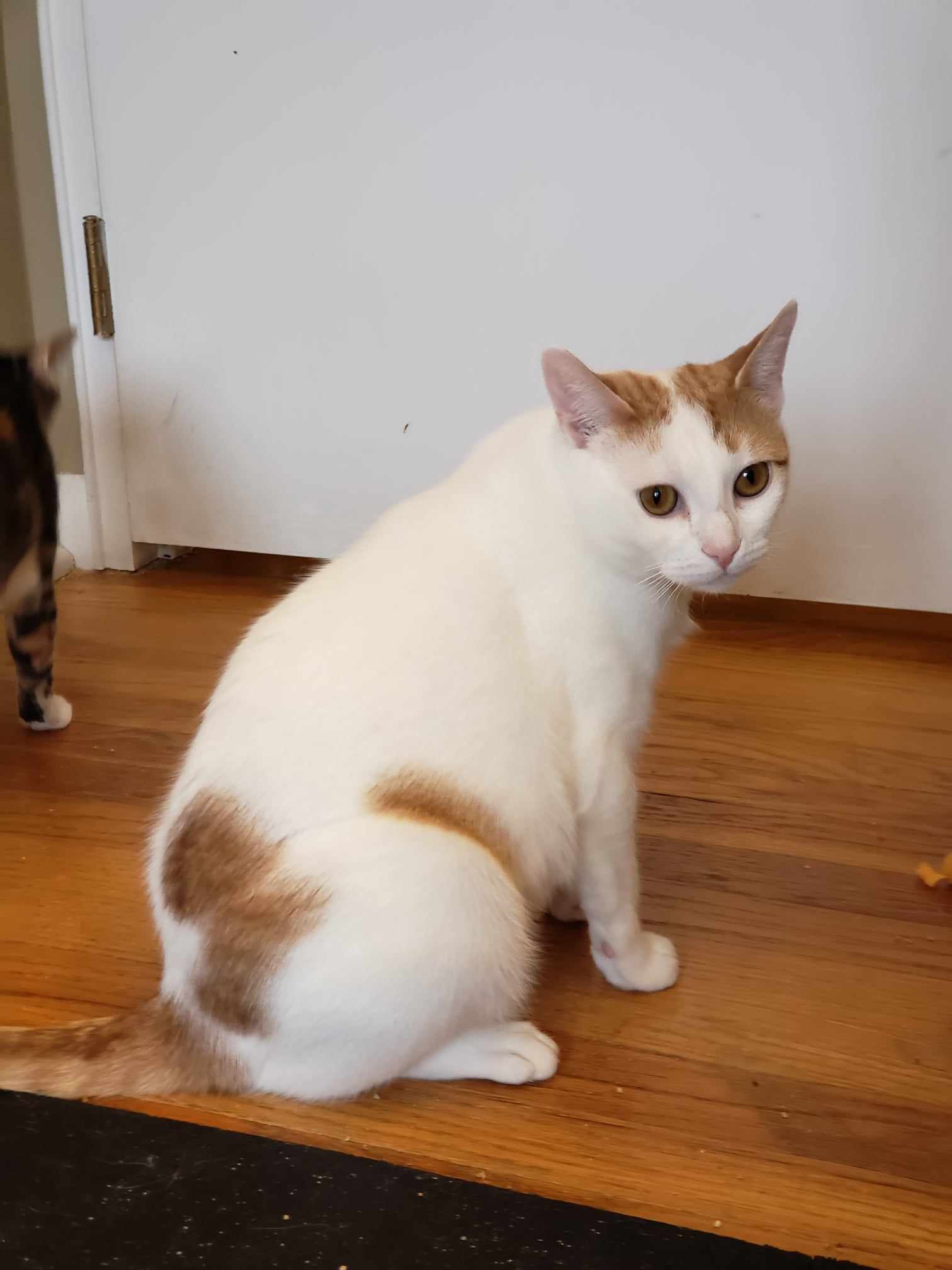 Enlarge Camelia, a Adoptable Domestic Short Hair in East Orange, NJ image 4/6