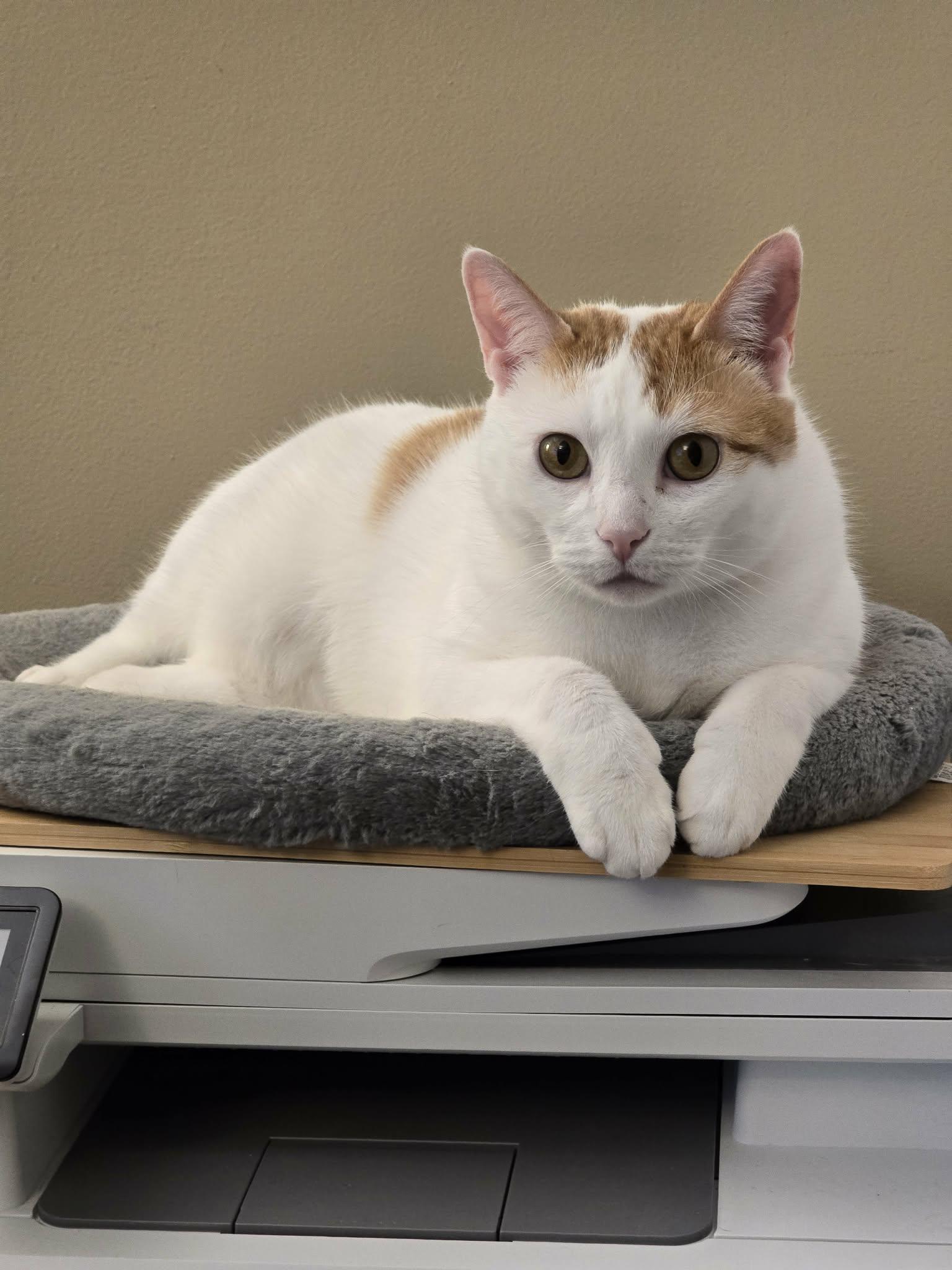 Camelia, Adoptable, Young Female Domestic Short Hair.