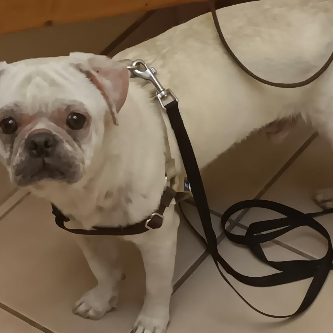 PEABODY, a ADOPTABLE Puggle in Marana, AZ image 5/5