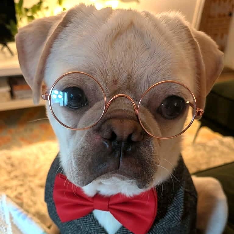 PEABODY, a ADOPTABLE Puggle in Marana, AZ image 2/5