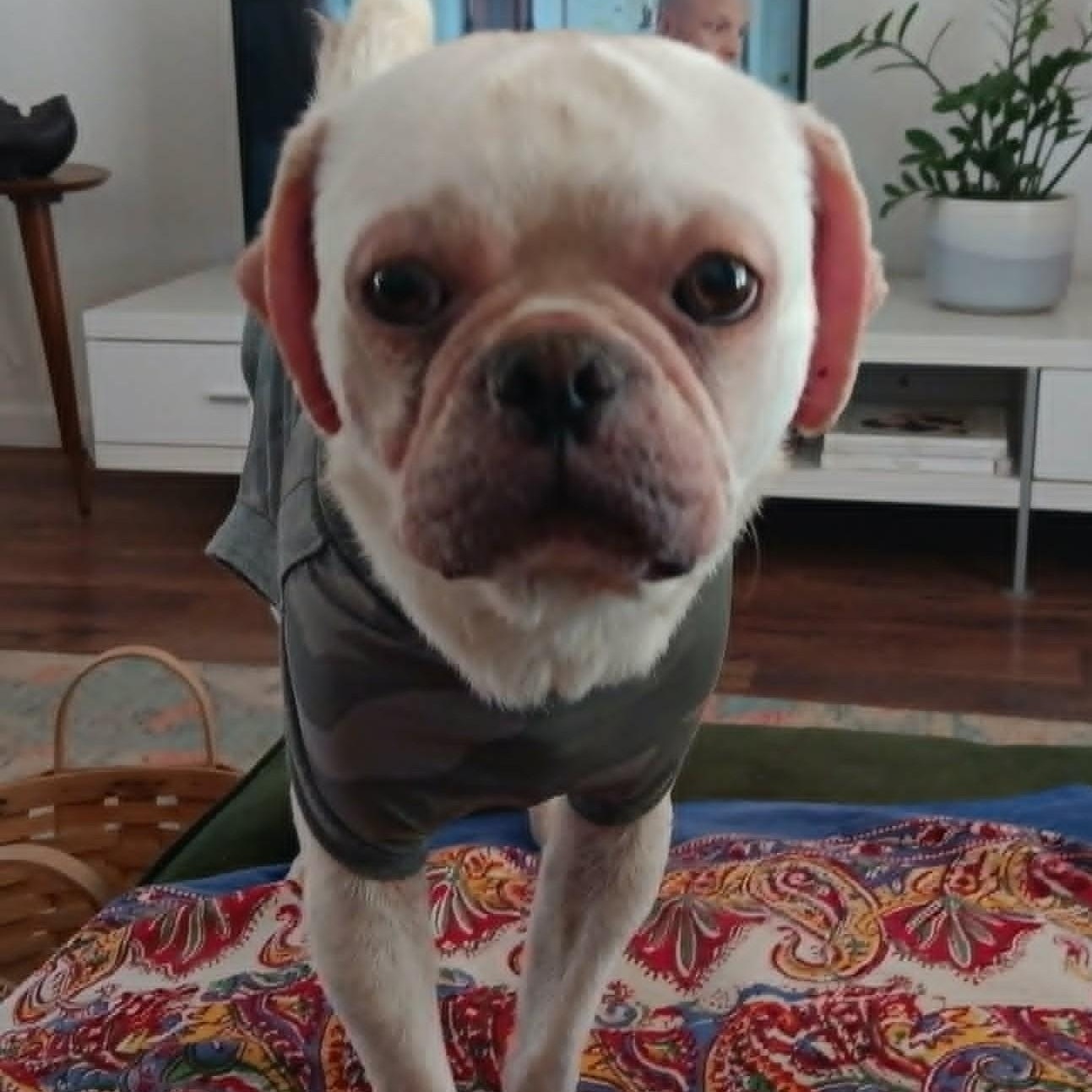 PEABODY, a ADOPTABLE Puggle in Marana, AZ image 2/2