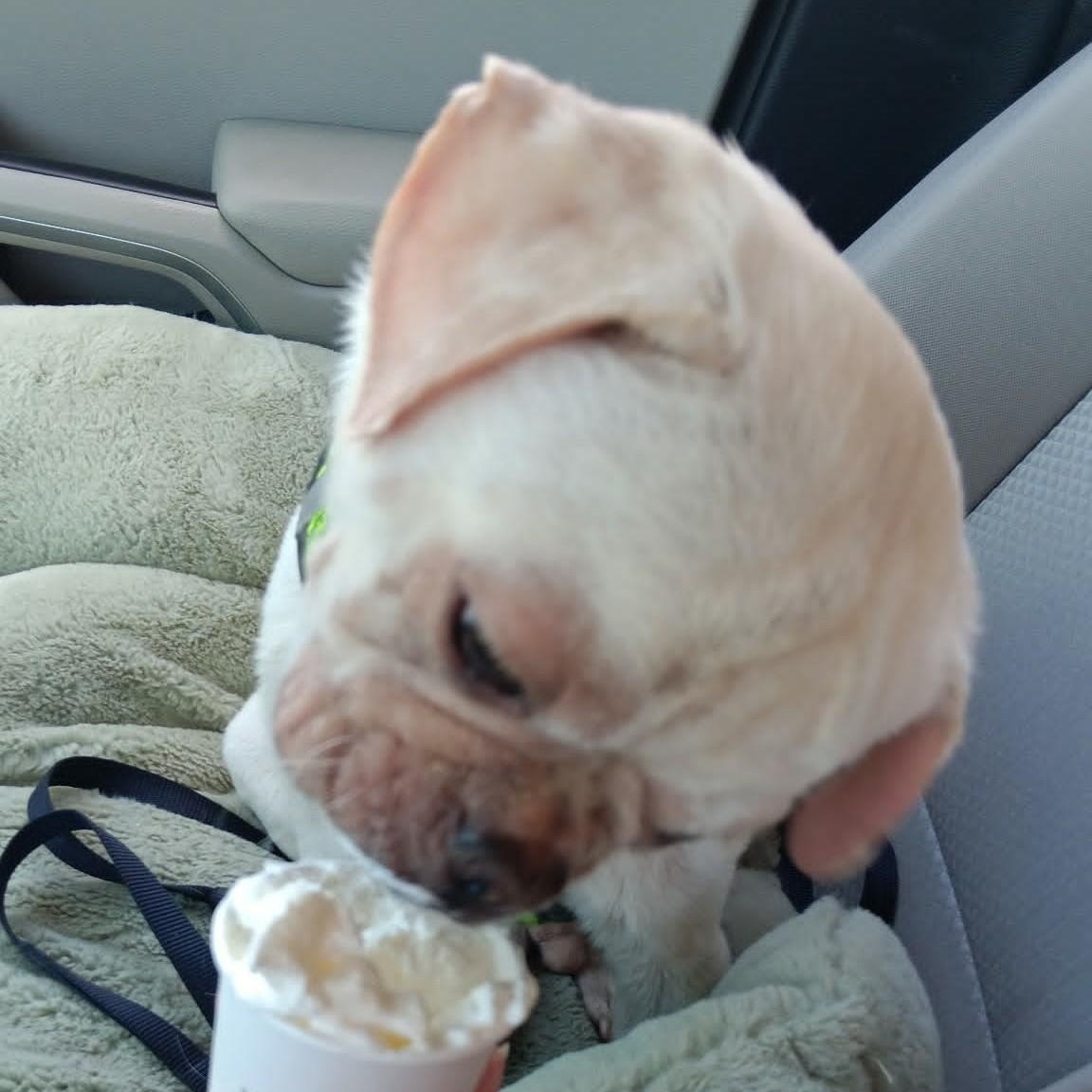 PEABODY, a ADOPTABLE Puggle in Marana, AZ image 3/5