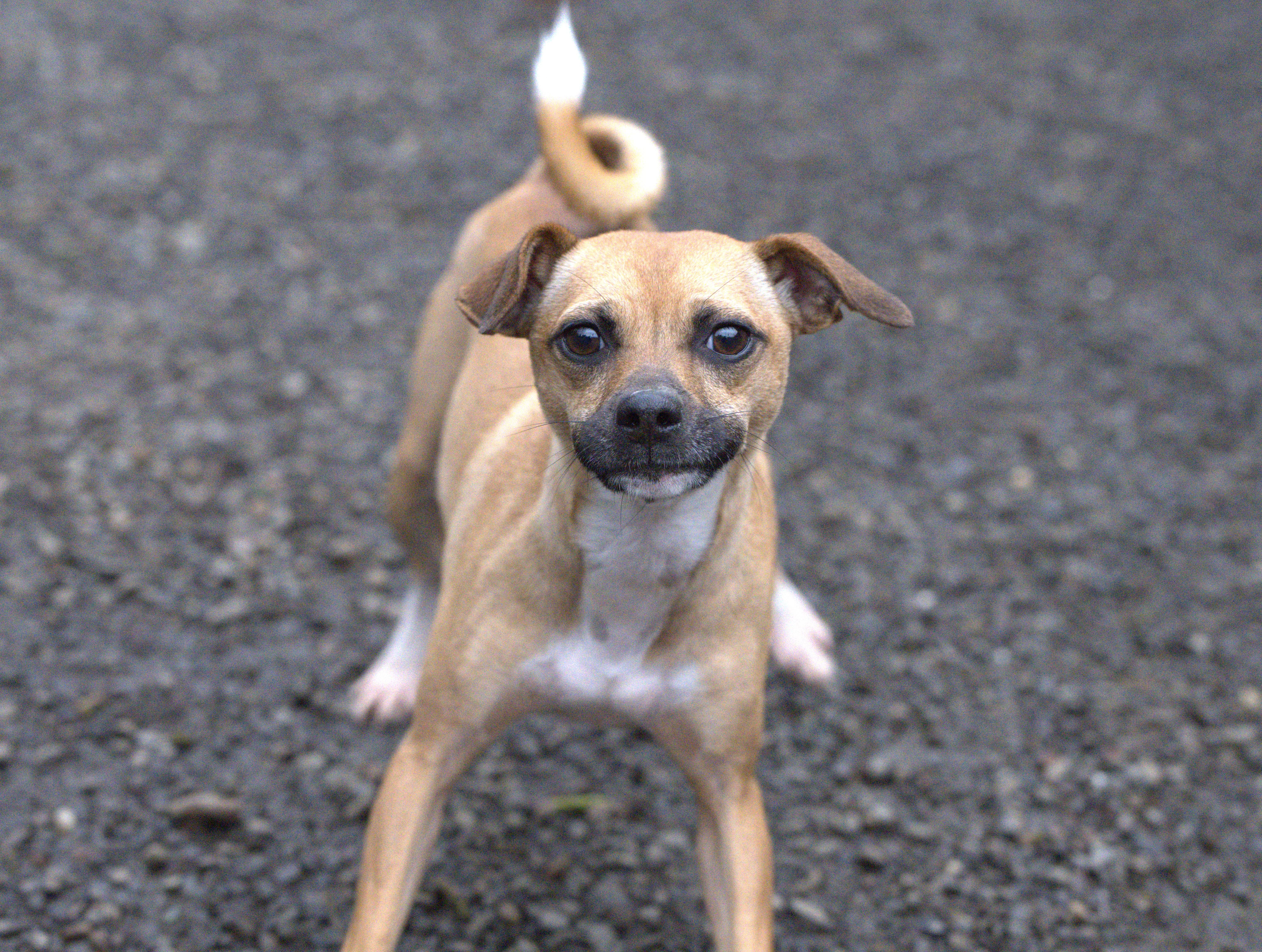 Enlarge Bandit, an adopted mixed breed in Hoquiam, WA image 1/6