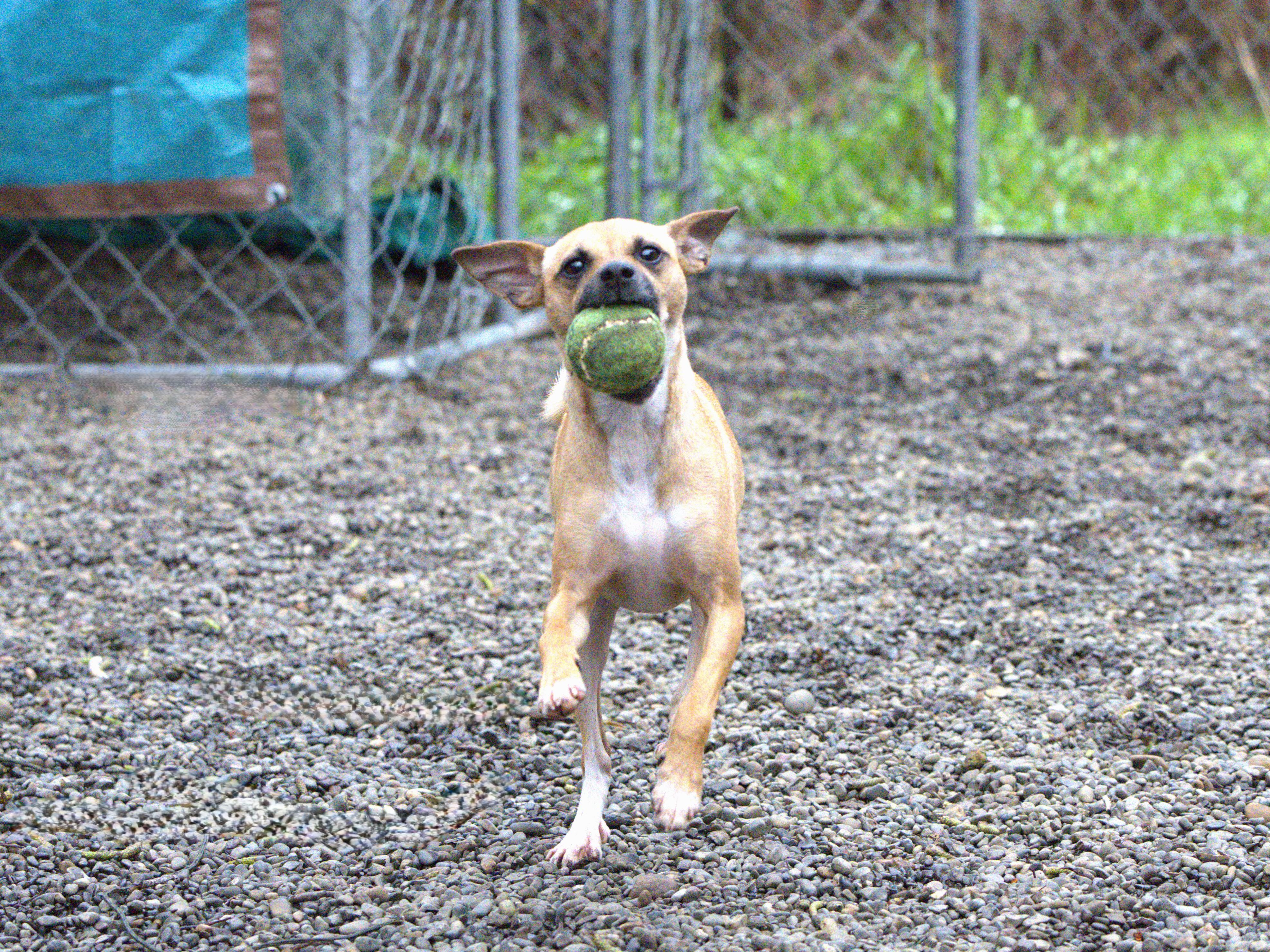 Enlarge Bandit, an adopted mixed breed in Hoquiam, WA image 2/6
