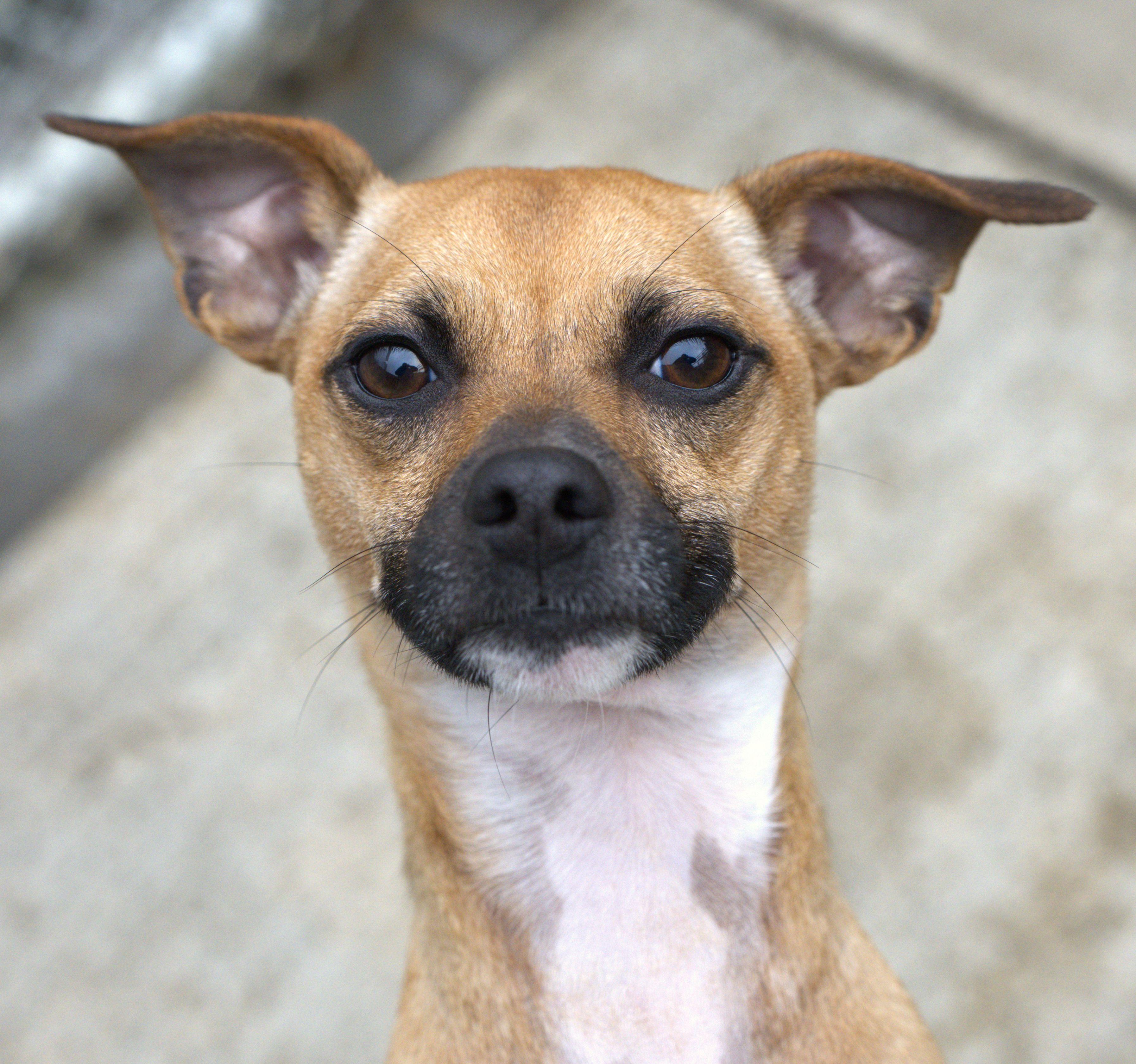 Bandit, a Adoptable mixed breed in Hoquiam, WA image 1/6