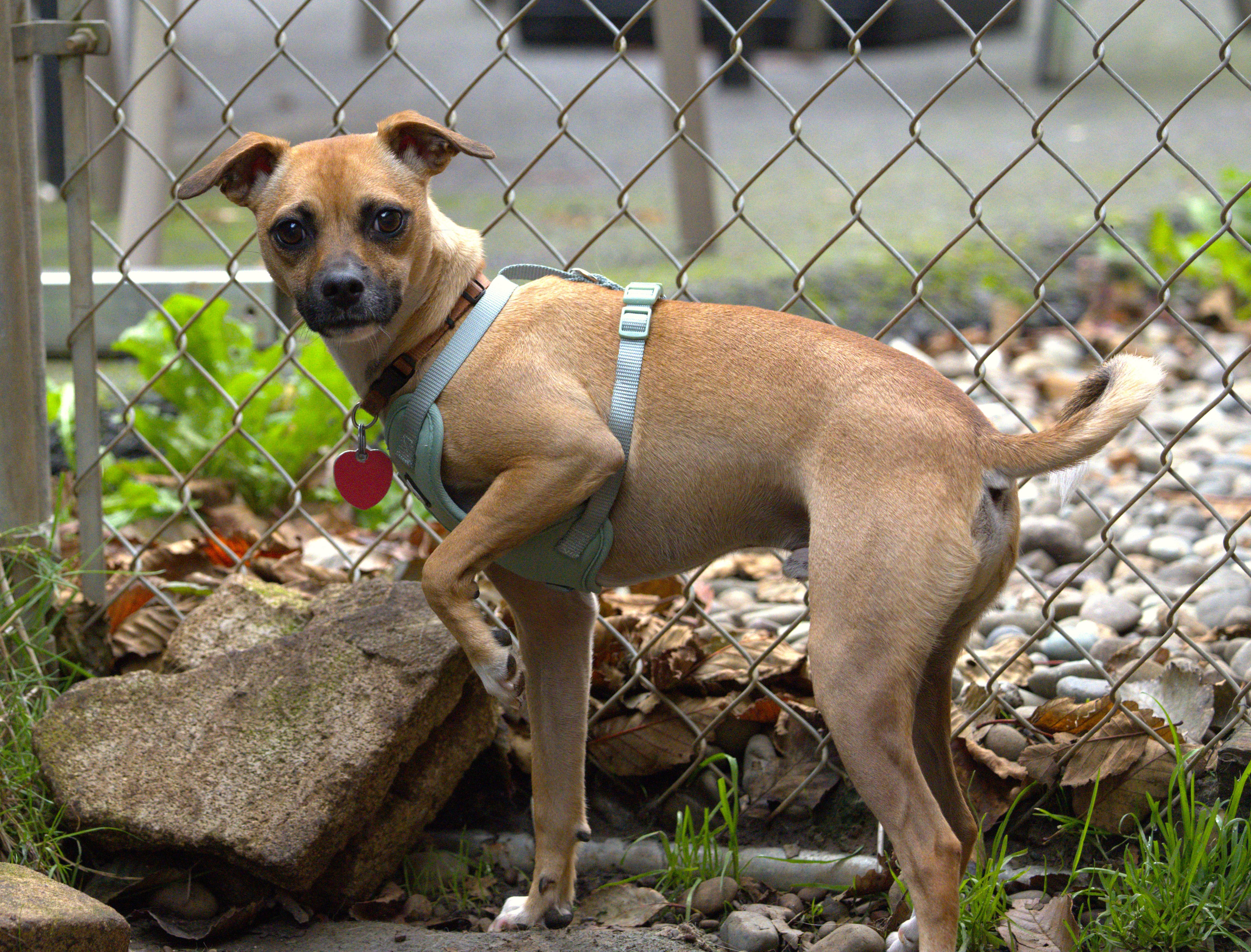 Bandit, a Adoptable mixed breed in Hoquiam, WA image 2/6