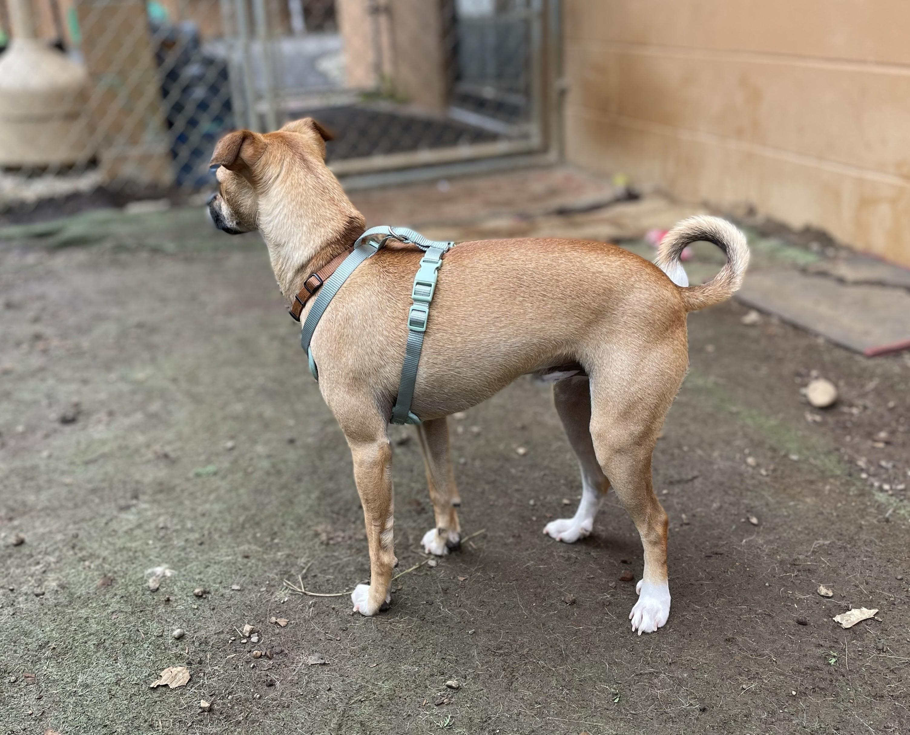 Bandit, a Adoptable mixed breed in Hoquiam, WA image 6/6
