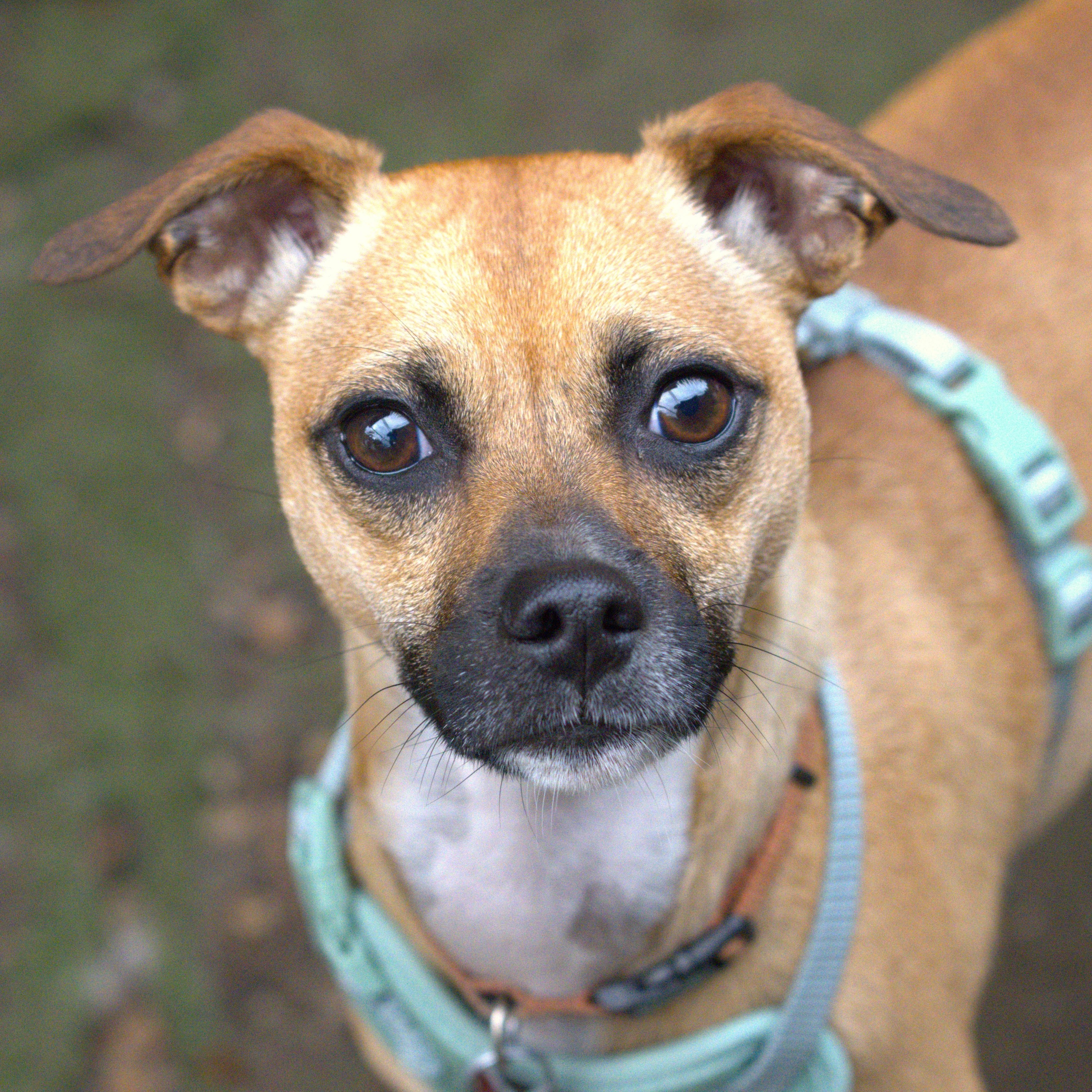 Bandit, a Adoptable mixed breed in Hoquiam, WA image 3/6