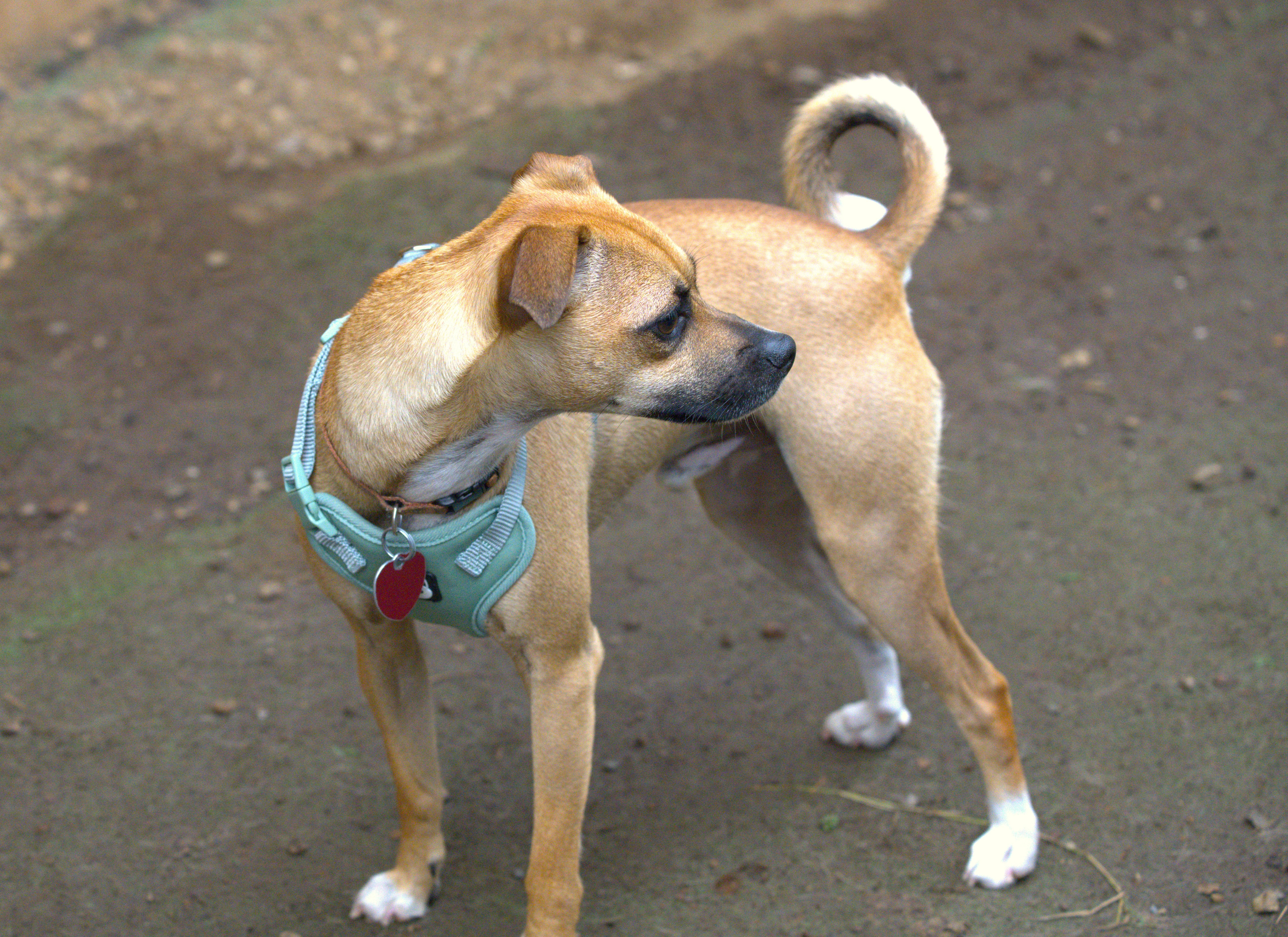 Bandit, a Adoptable mixed breed in Hoquiam, WA image 4/6