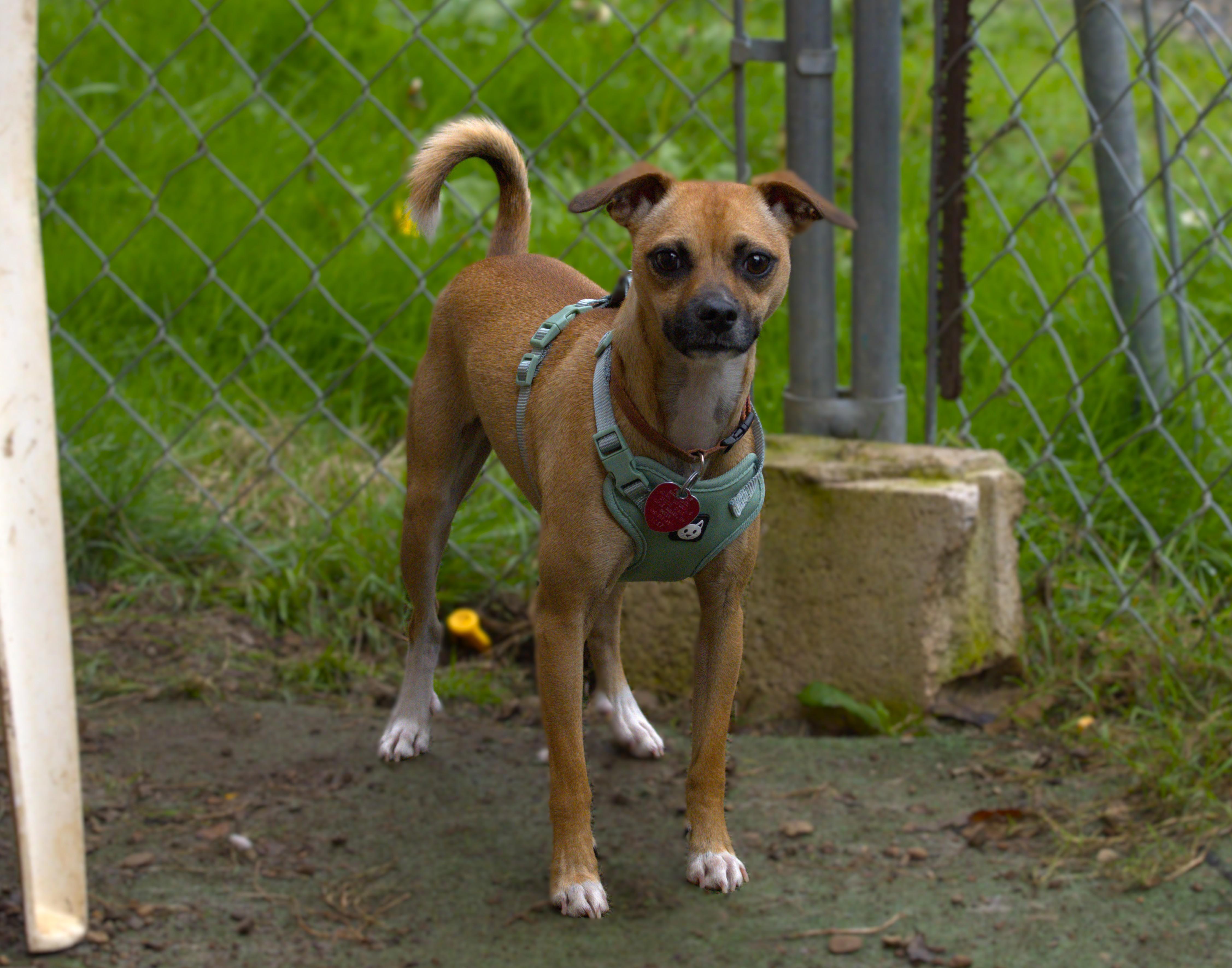 Bandit, a Adoptable mixed breed in Hoquiam, WA image 5/6