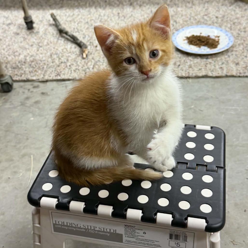 Sundance, a ADOPTABLE Domestic Short Hair in Clinton, IL image 3/5