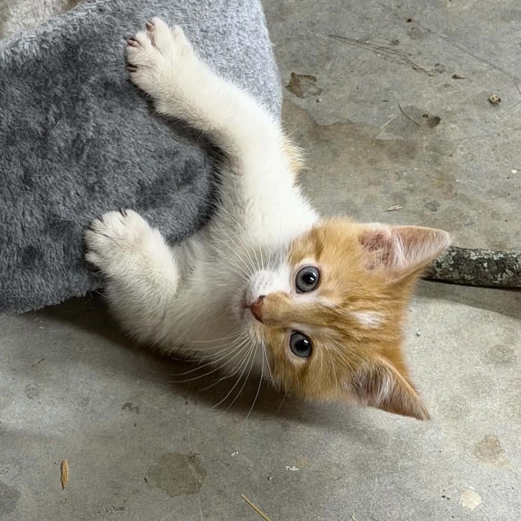 Sundance, a ADOPTABLE Domestic Short Hair in Clinton, IL image 2/5