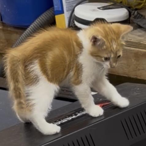 Sundance, a ADOPTABLE Domestic Short Hair in Clinton, IL image 4/5